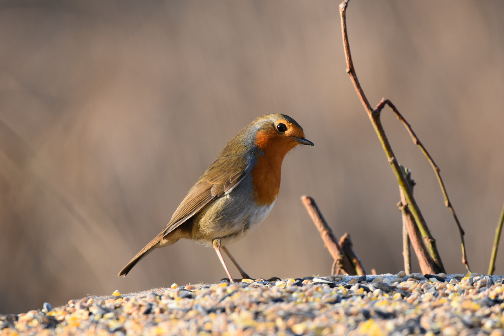 Sigma 150-600mm F5-6.3 DG OS HSM | C sample photo. Robin photography