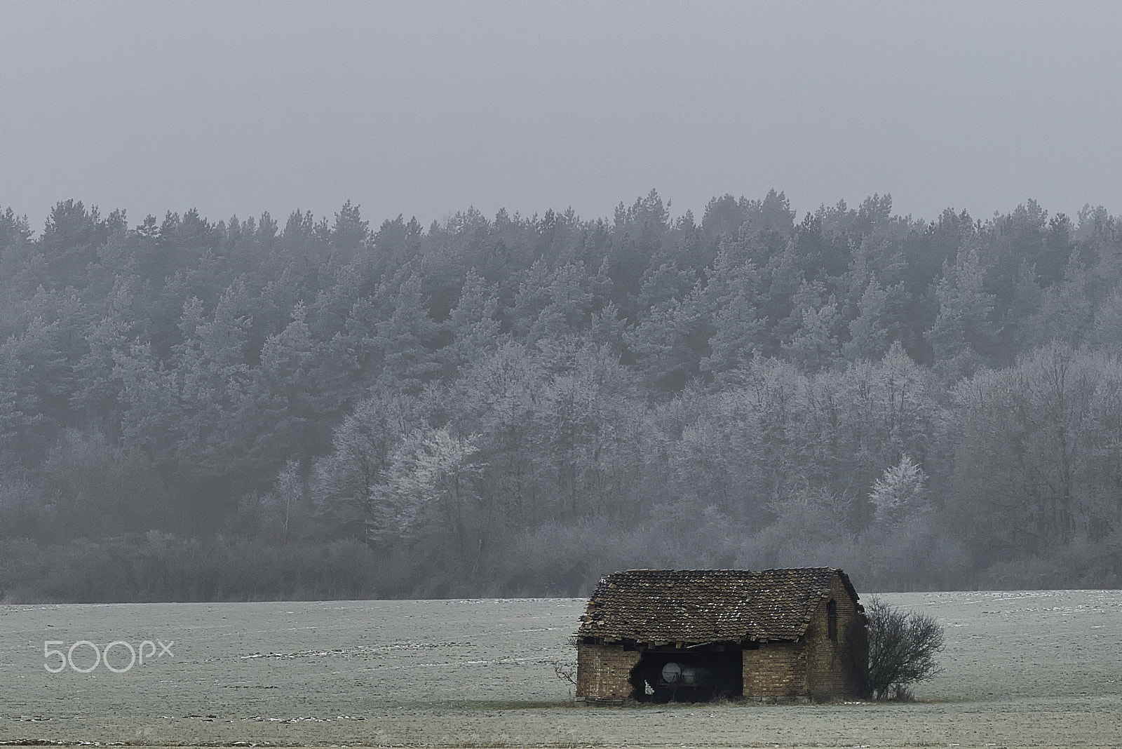 AF-S Zoom-Nikkor 80-200mm f/2.8D IF-ED sample photo. Cold foggy day photography
