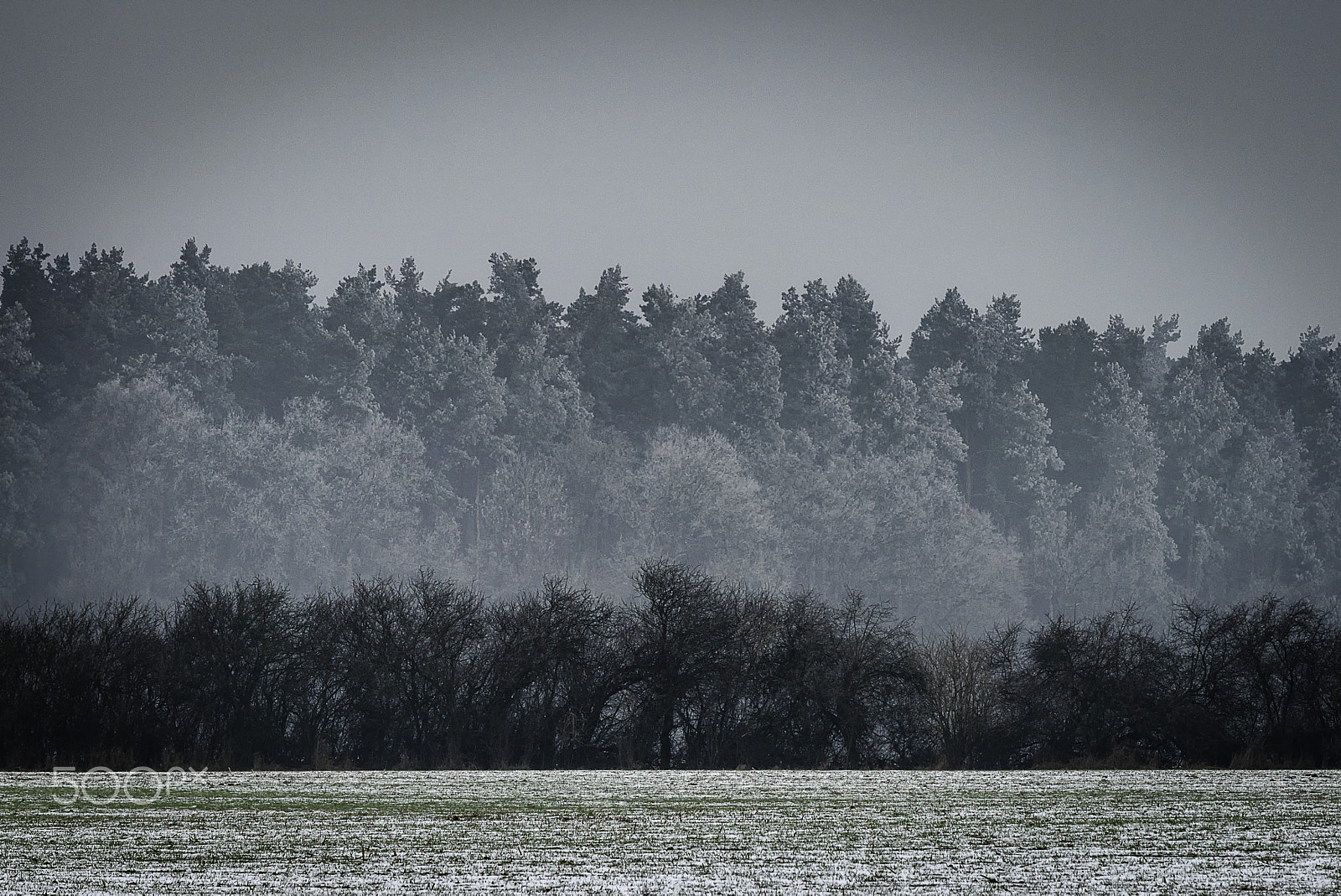 AF-S Zoom-Nikkor 80-200mm f/2.8D IF-ED sample photo. Foggy trees photography