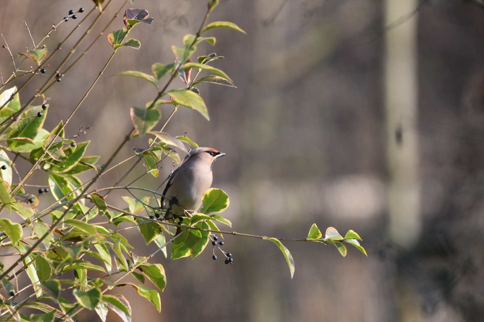 Nikon D5500 + Sigma 150-600mm F5-6.3 DG OS HSM | C sample photo. Lone waxwing photography