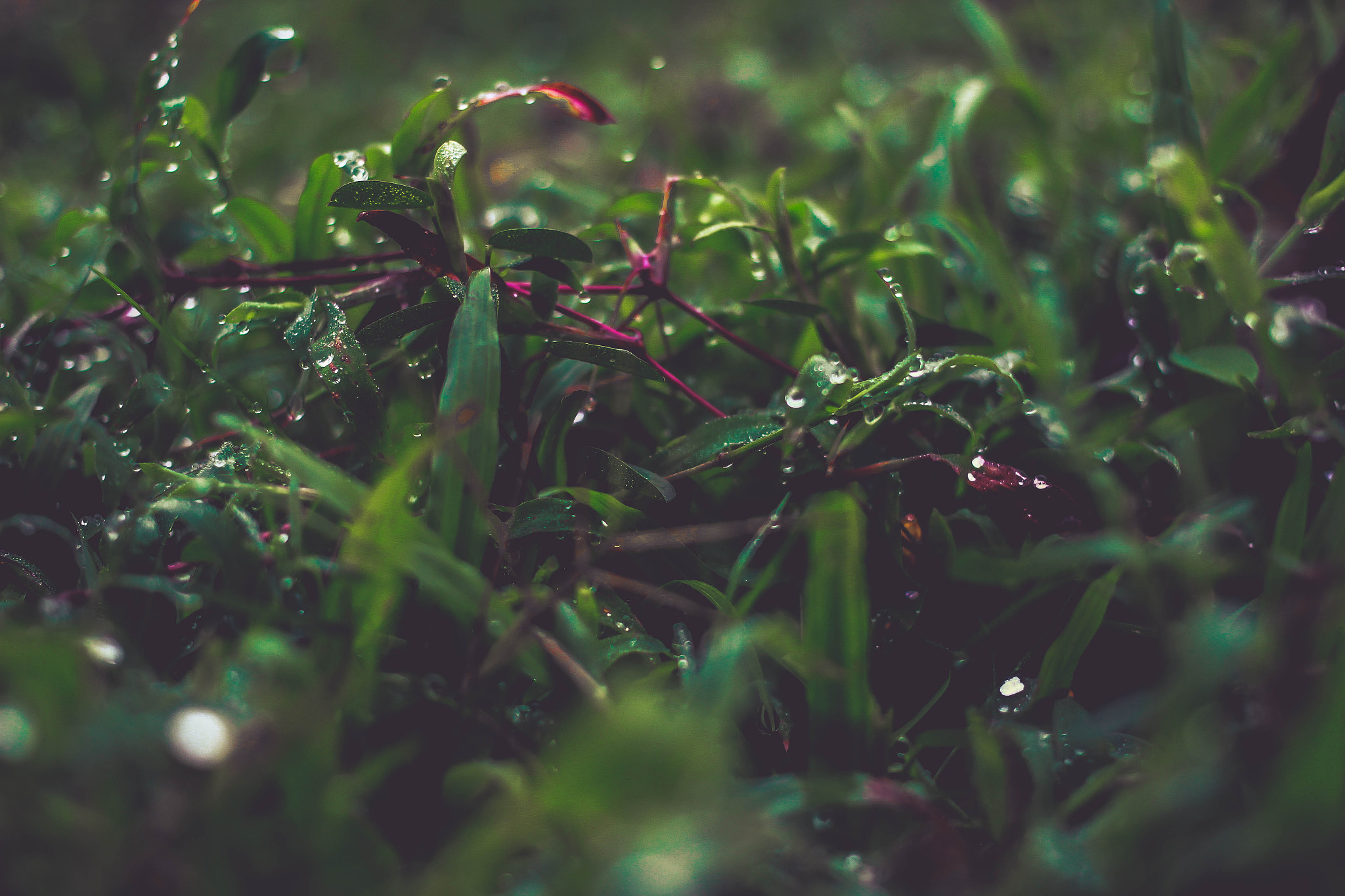 Canon EOS 600D (Rebel EOS T3i / EOS Kiss X5) + Canon EF 40mm F2.8 STM sample photo. Drops of happiness! photography