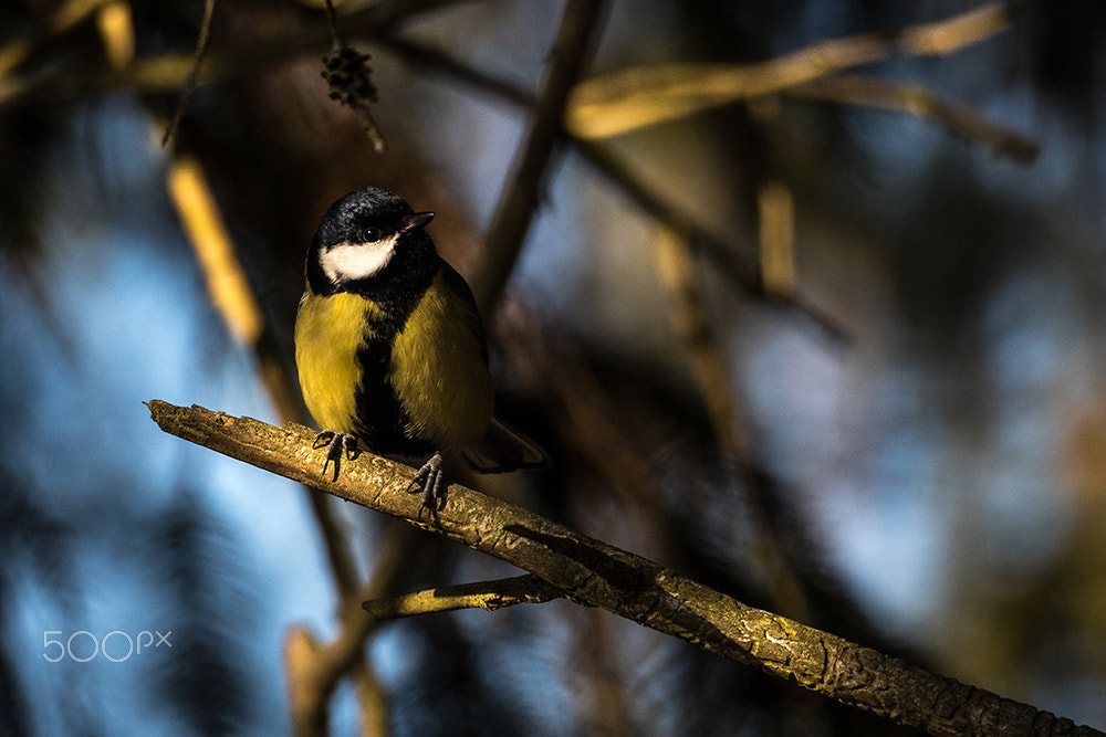 Olympus OM-D E-M5 II + Olympus M.Zuiko ED 75-300mm F4.8-6.7 II sample photo. Great tit photography
