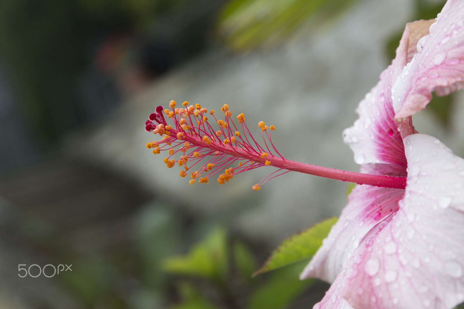 Canon EF-S 17-85mm F4-5.6 IS USM sample photo. Rainflower photography