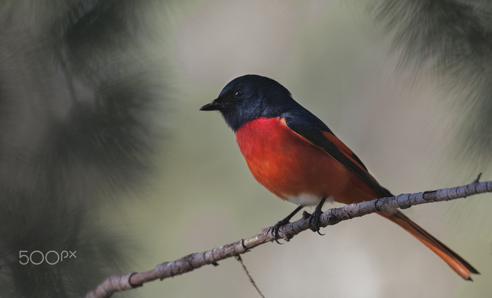 Nikon D750 + Nikon AF-S Nikkor 500mm F4G ED VR sample photo. Long tailed minivet photography