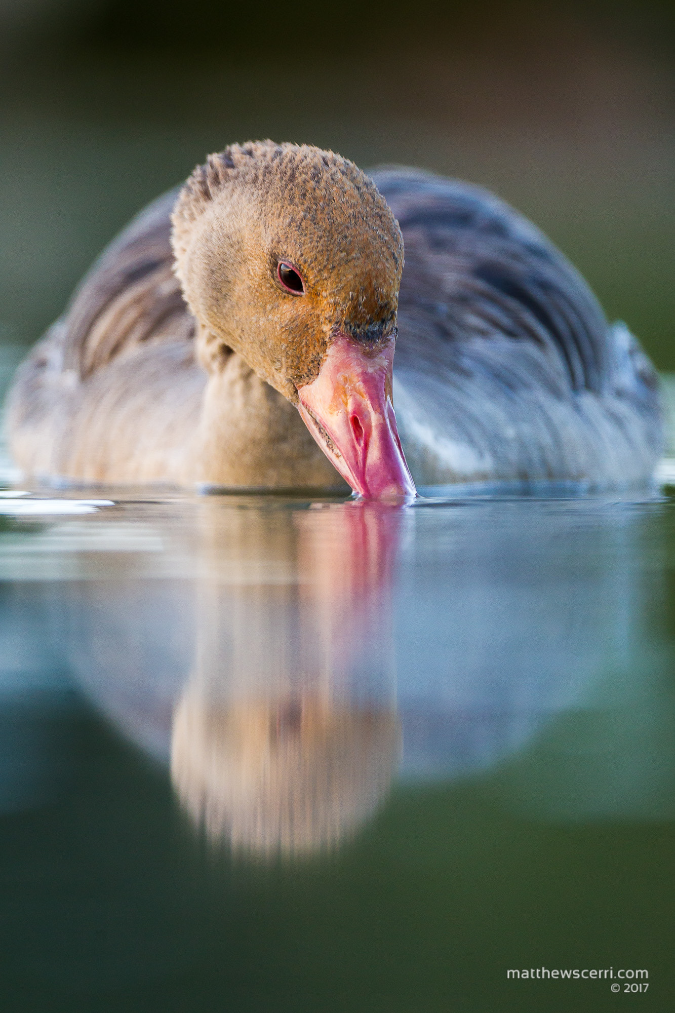 Canon EF 500mm F4L IS USM sample photo. Greylag goose photography