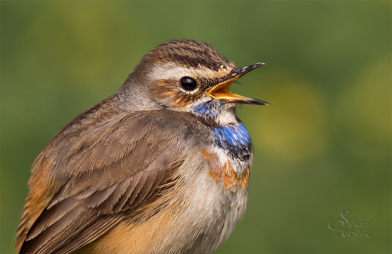 Sigma 150-600mm F5-6.3 DG OS HSM | C sample photo. Blue throte btif photography