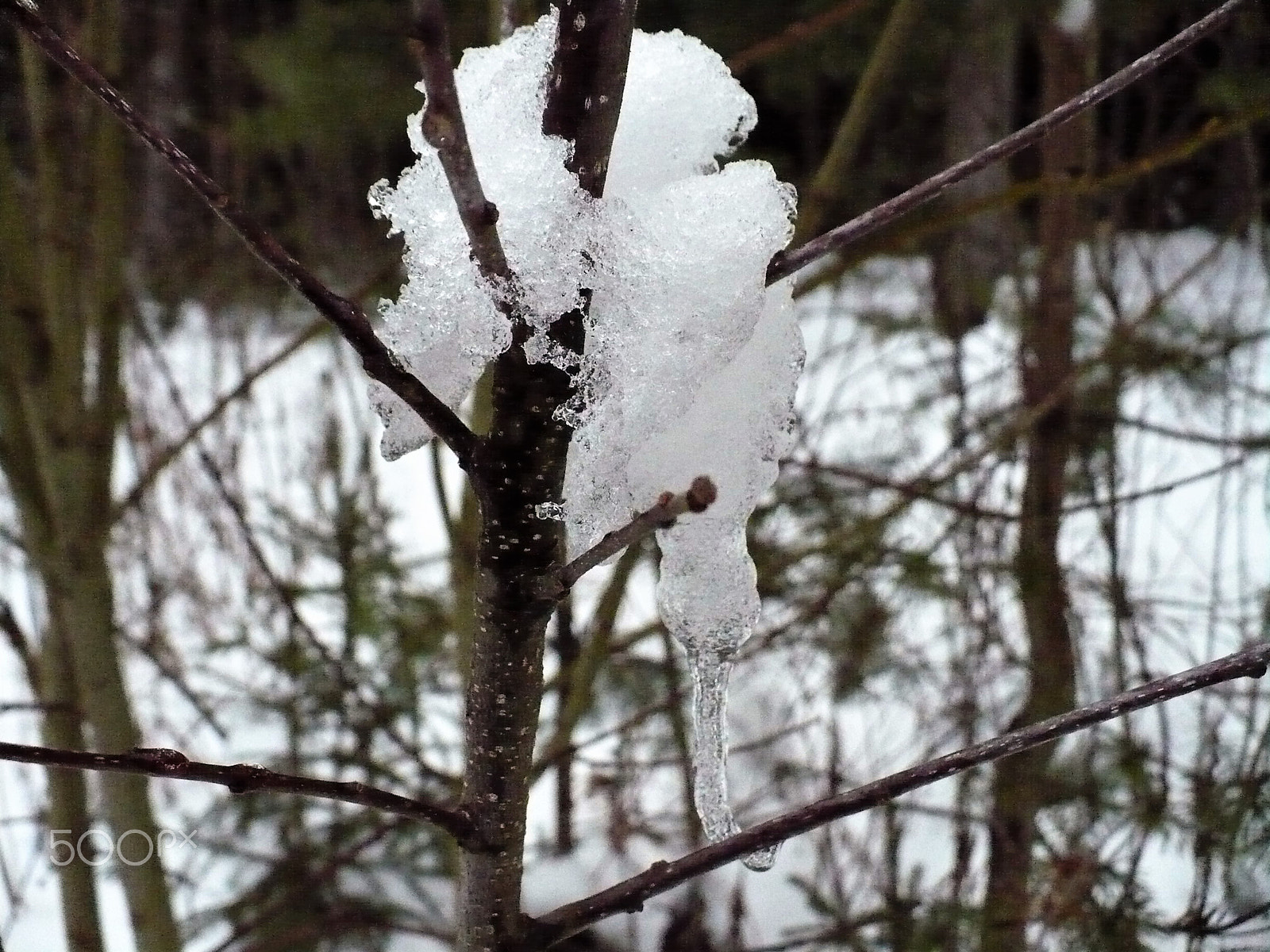 Panasonic DMC-LZ7 sample photo. Icicle on the branch photography