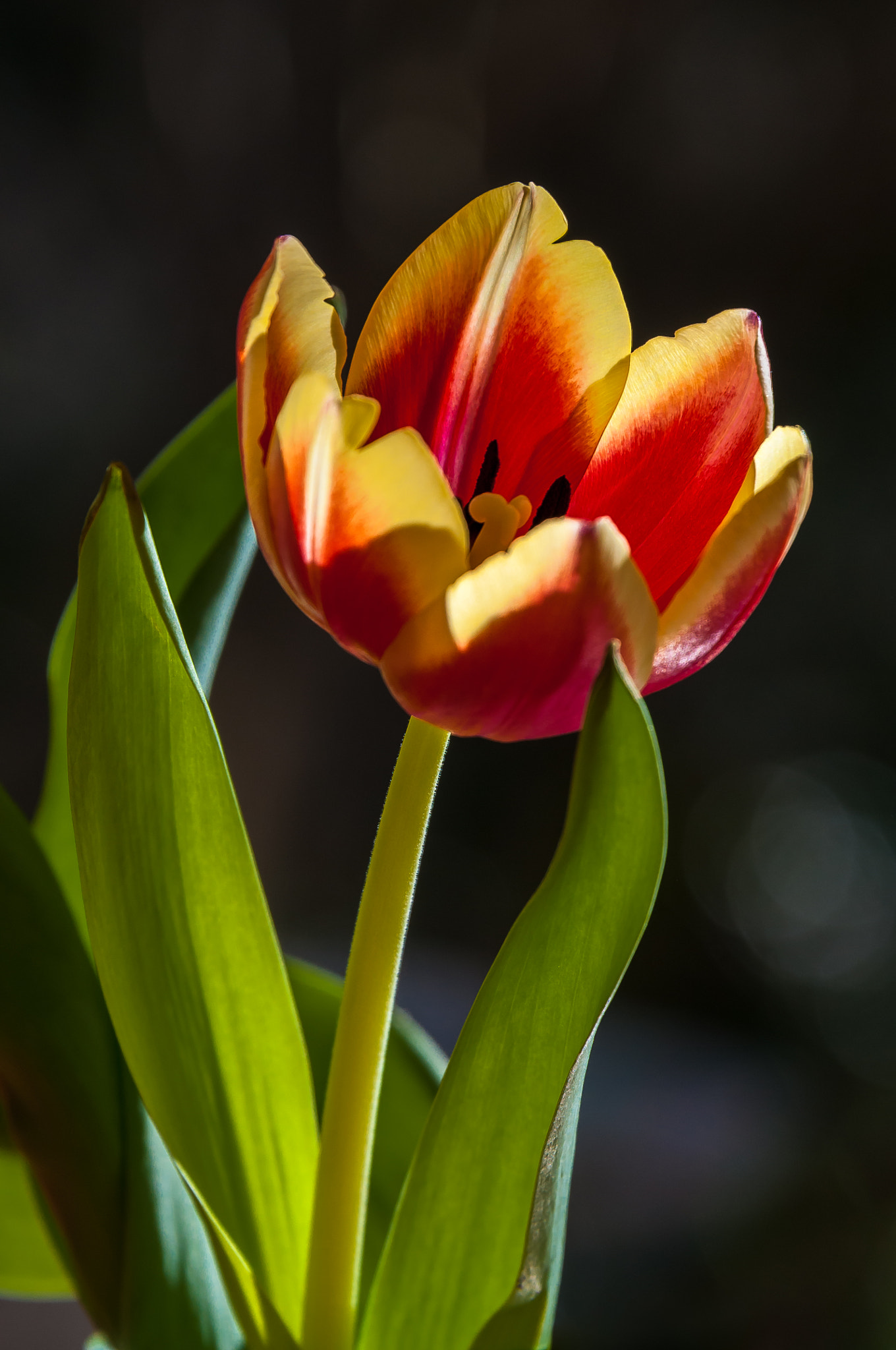 Nikon D300S sample photo. Tulip photography