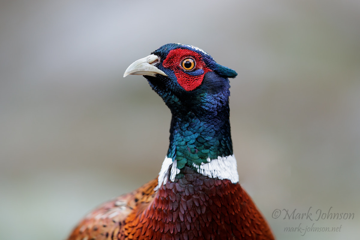 Canon EF 300mm F2.8L IS II USM sample photo. The pheasant photography
