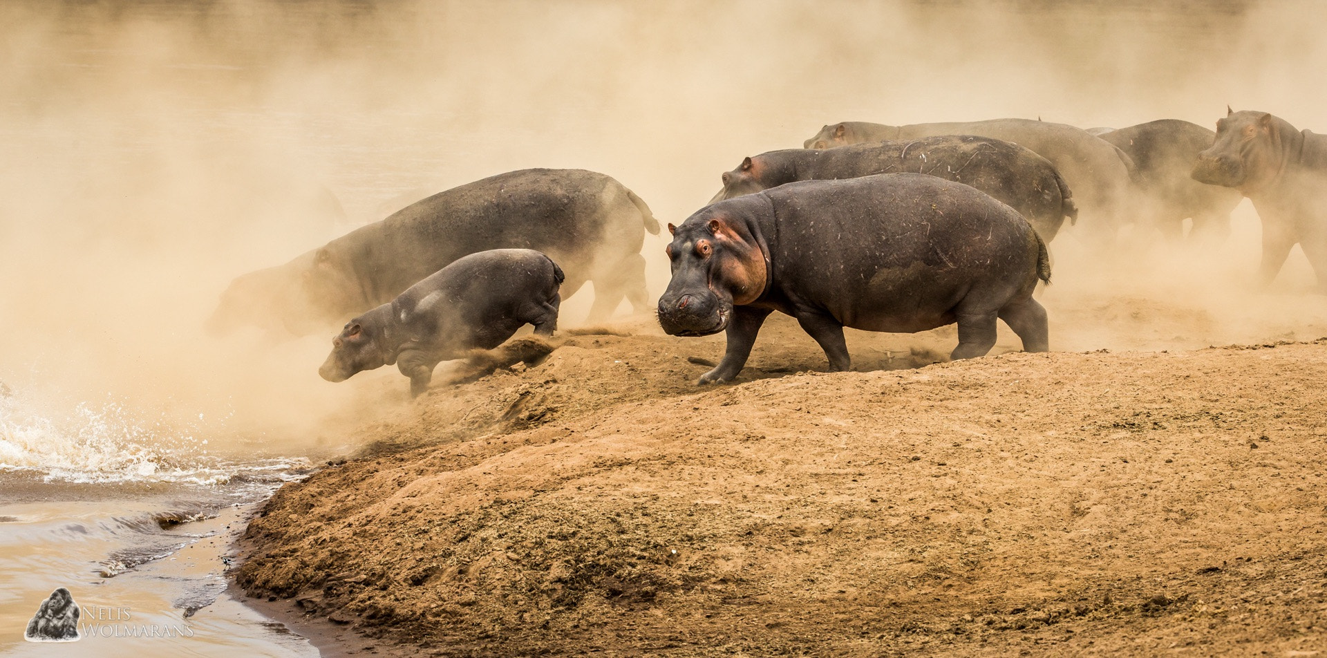 Canon EOS-1D X + Canon EF 200-400mm F4L IS USM Extender 1.4x sample photo. The charge... photography