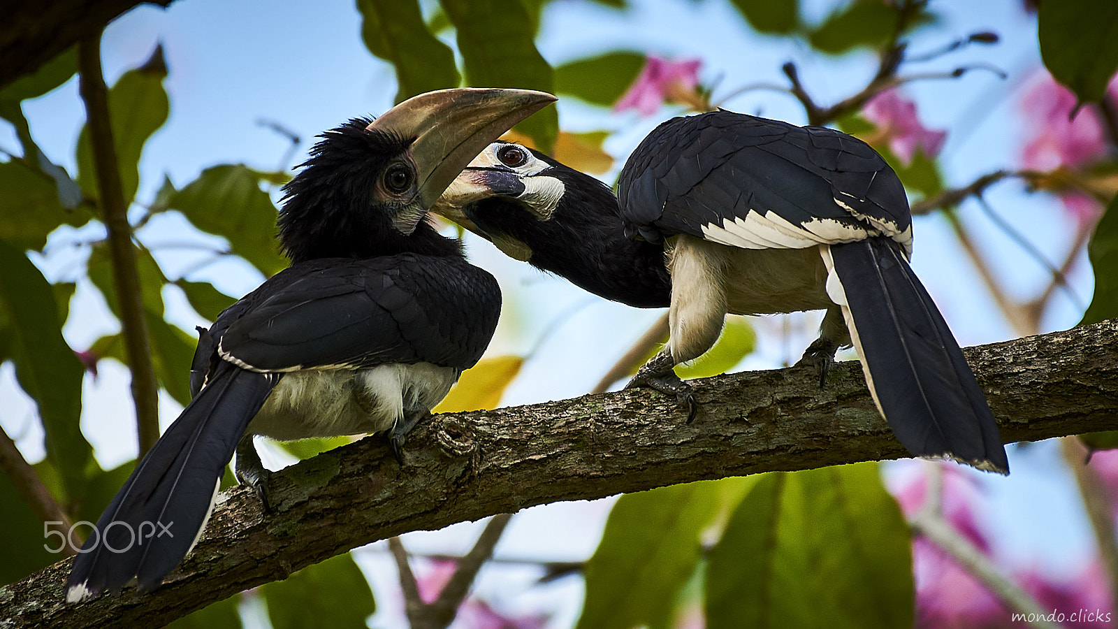 Nikon AF-S Nikkor 200-500mm F5.6E ED VR sample photo. Mothers love photography