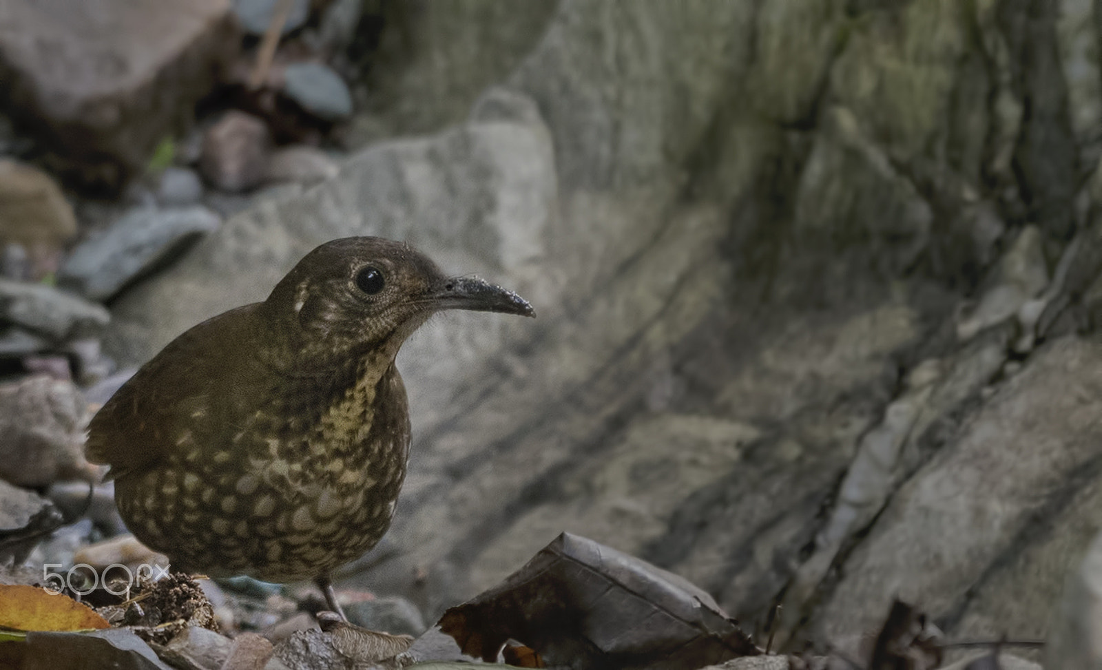 Nikon D750 + Nikon AF-S Nikkor 500mm F4G ED VR sample photo. Dark sided thrush photography