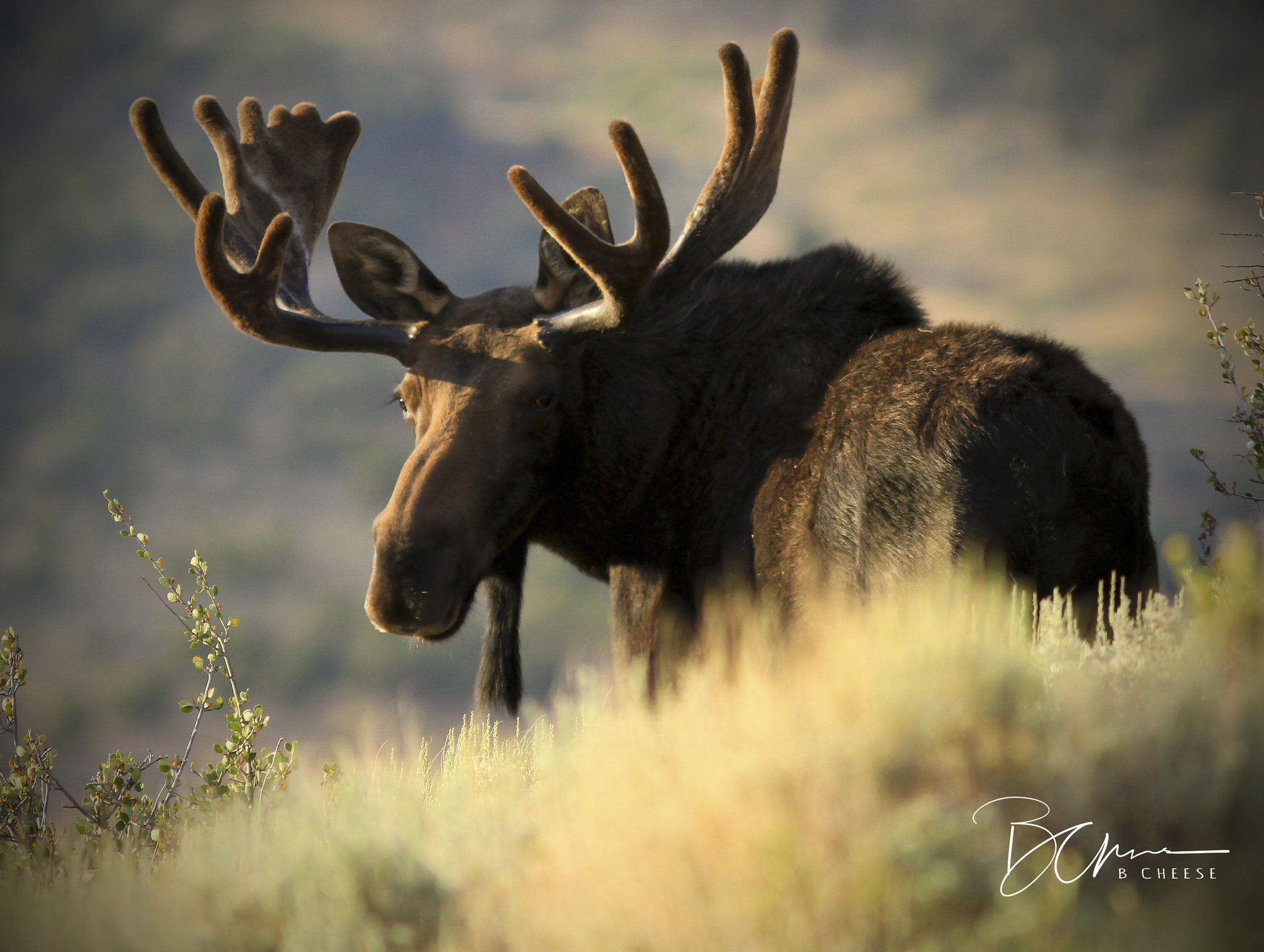 Canon EOS 7D + Canon EF 300mm F4L IS USM sample photo. Bull moose photography