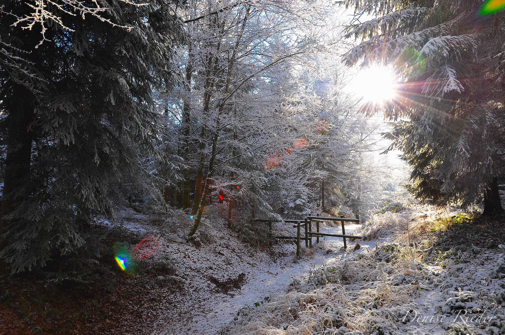 Nikon D5000 sample photo. Frienisberg photography
