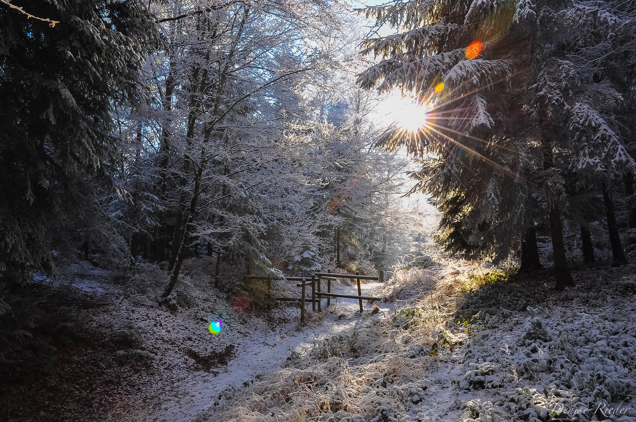 Nikon D5000 sample photo. Frienisberg photography