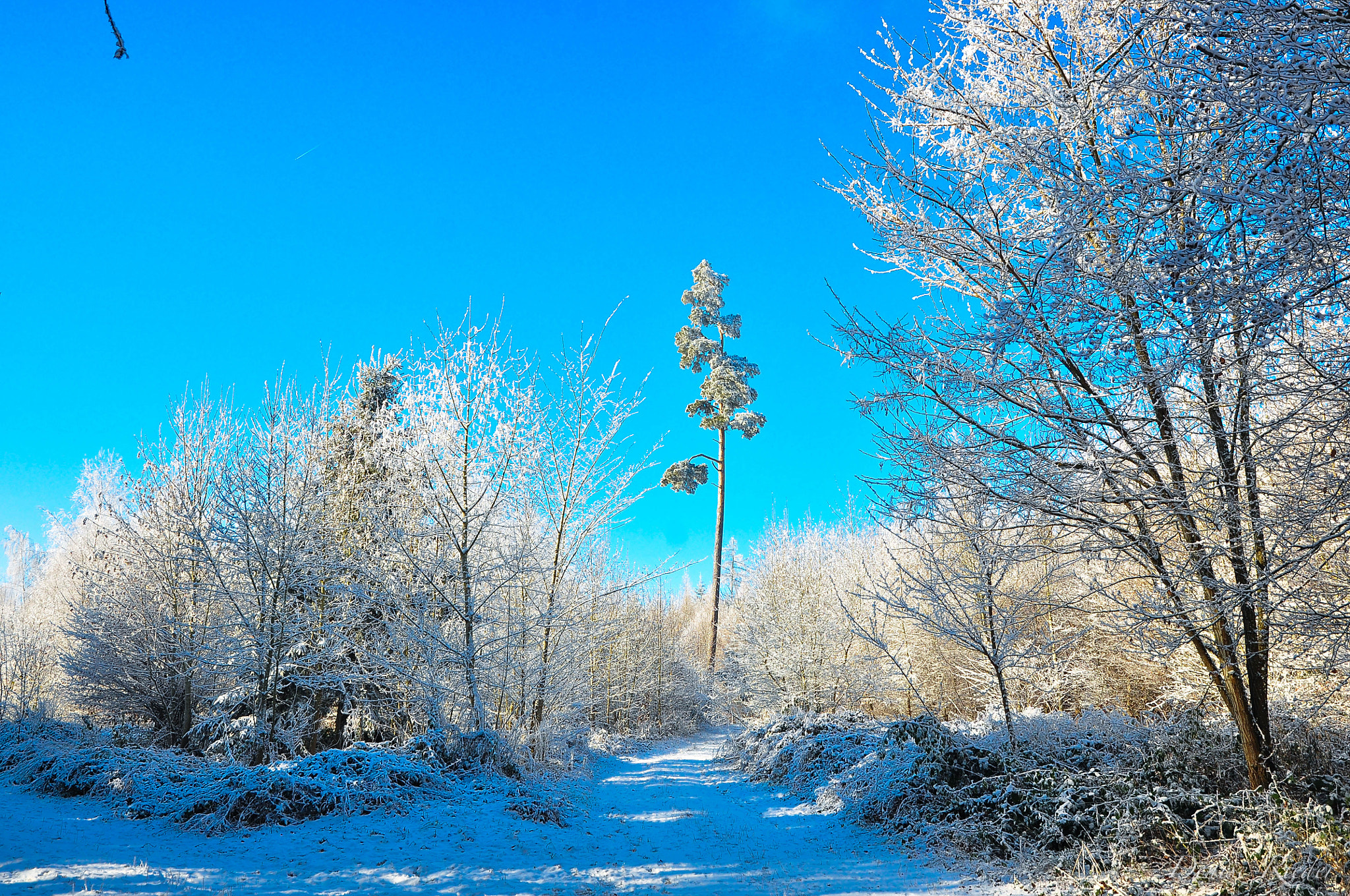 Nikon D5000 sample photo. Frienisberg photography