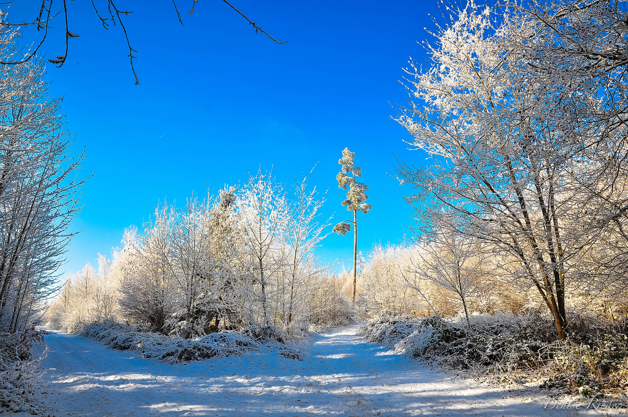 Nikon D5000 sample photo. Frienisberg photography