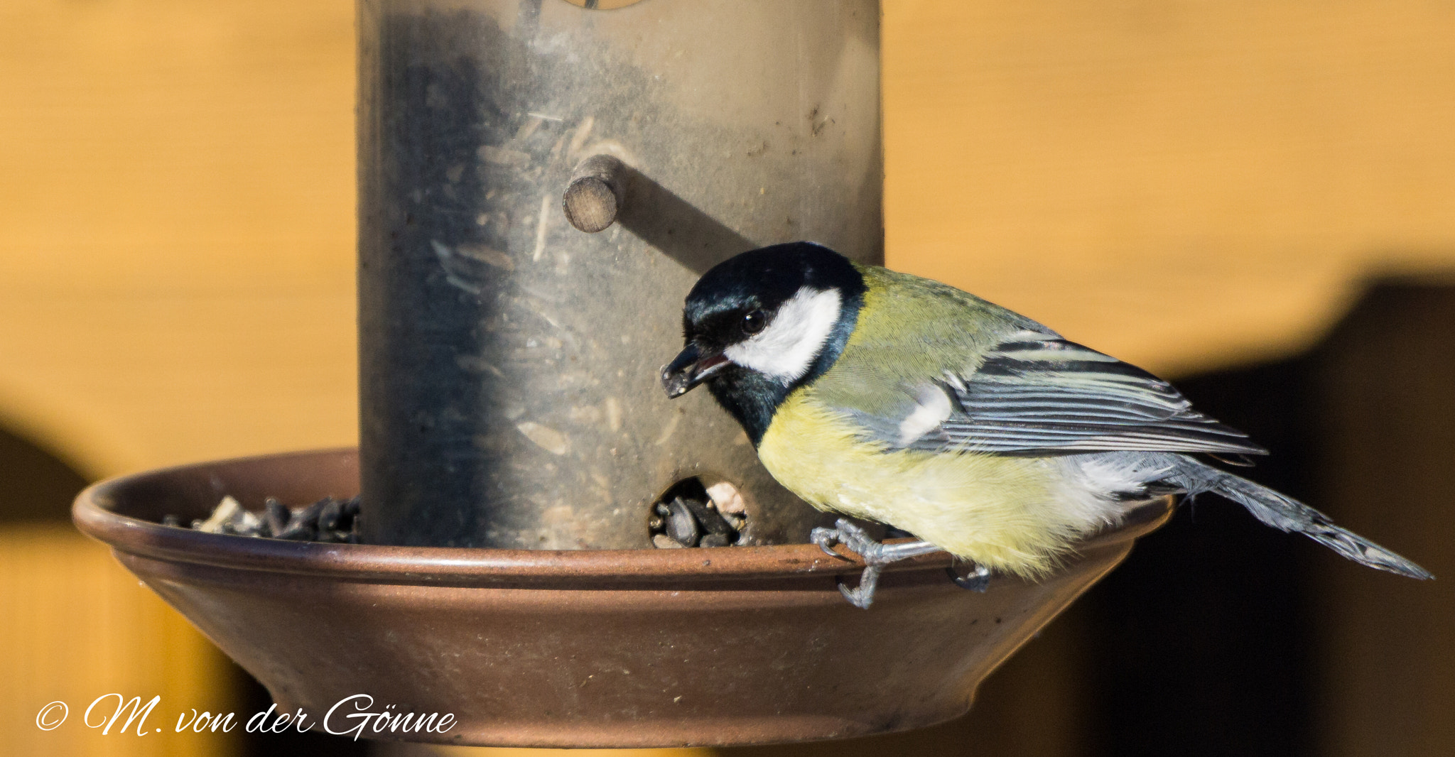 Sony a6000 + Sony 70-400mm F4-5.6 G SSM sample photo. Kohlmeise photography
