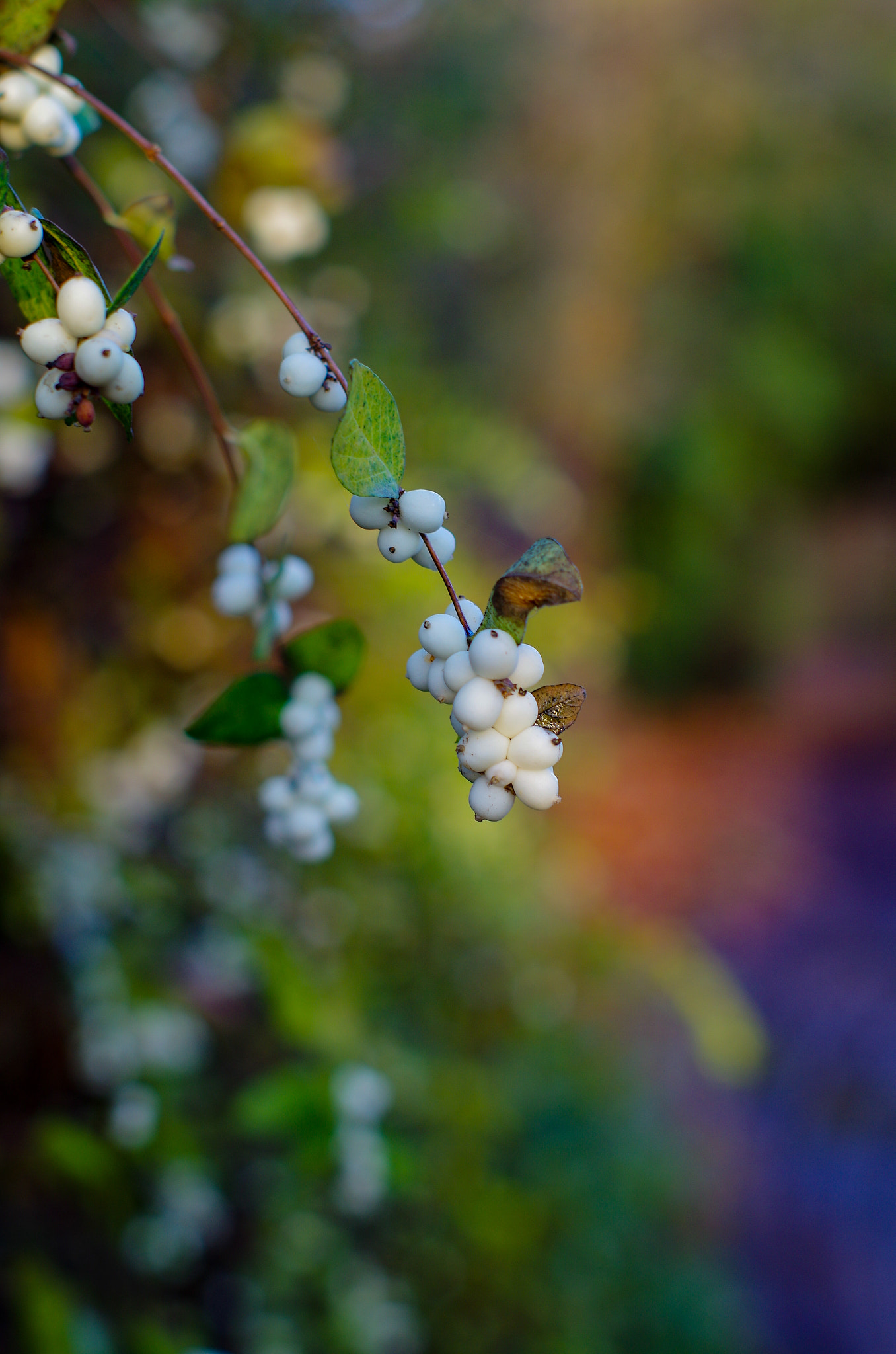 Pentax K-30 sample photo. Symphoricarpos albus - common snowberry photography