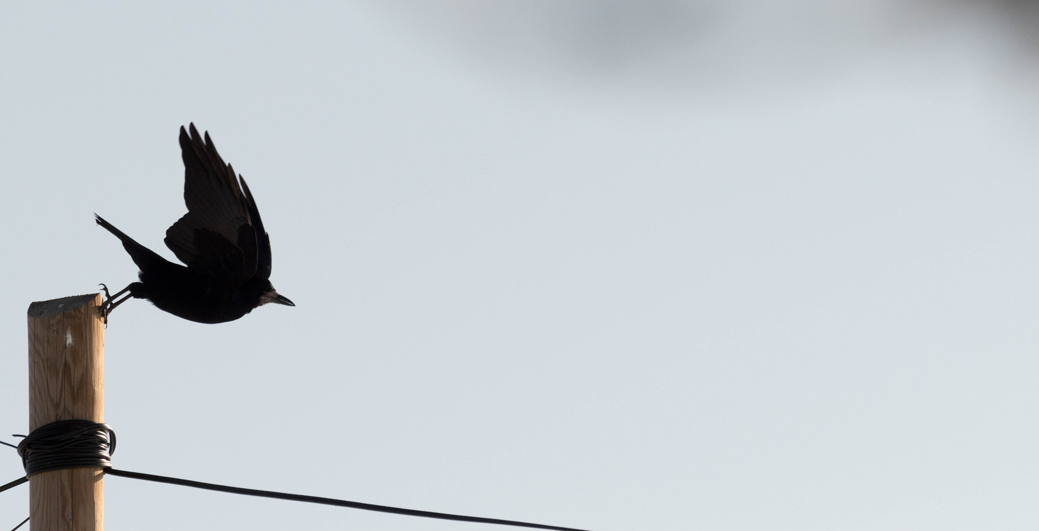 Nikon D5500 sample photo. Corvidae photography