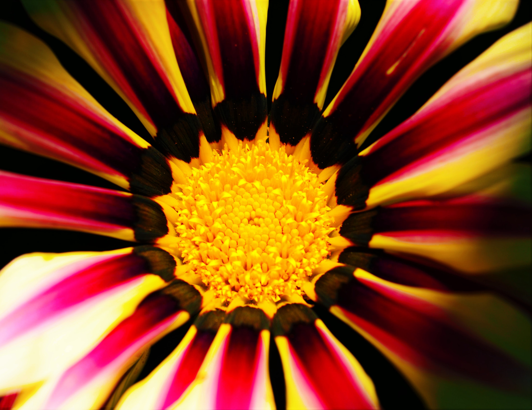 Sigma 105mm F2.8 EX DG OS HSM sample photo. Fiore photography