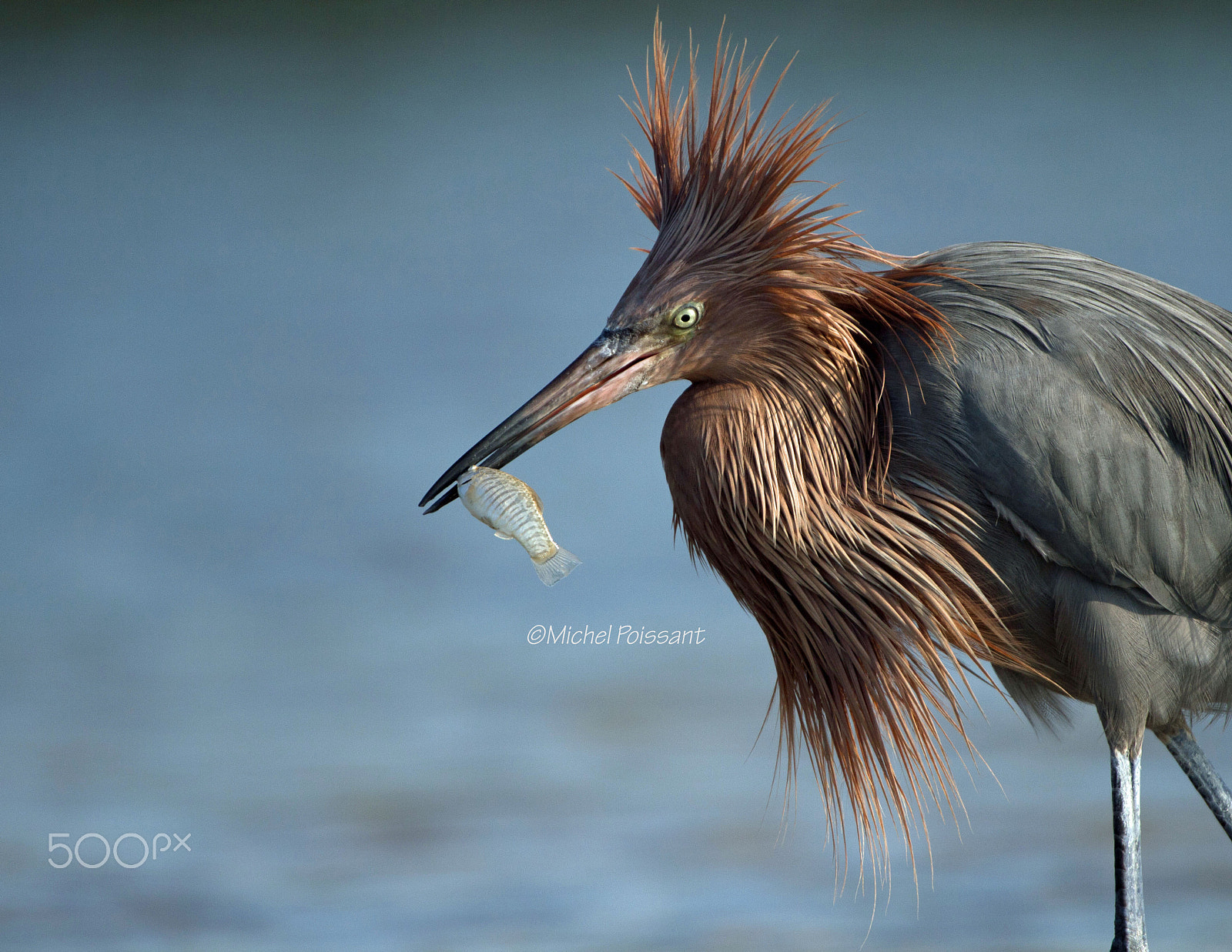 Canon EOS 7D + Canon EF 300mm F4L IS USM sample photo. Reddish egret photography