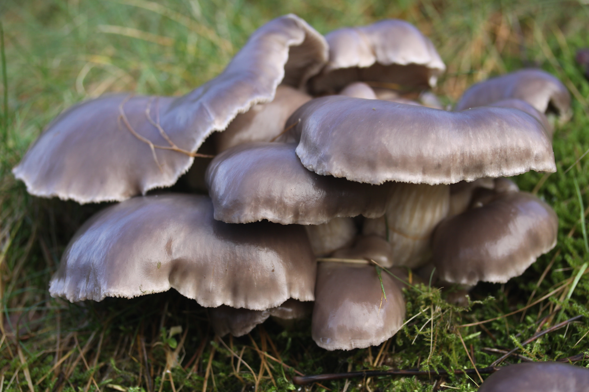 Canon EOS 50D sample photo. Mushroom photography