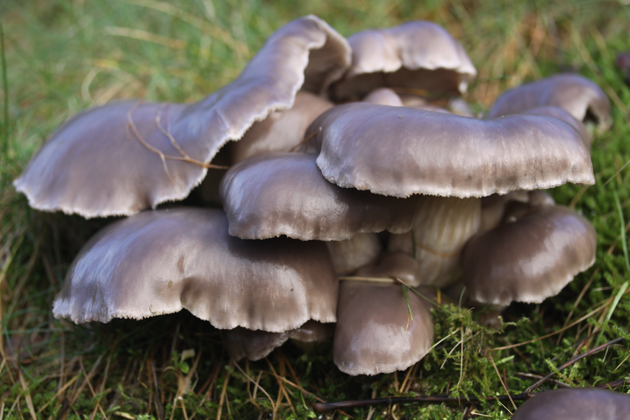 Canon EF-S 60mm F2.8 Macro USM sample photo. Mushroom photography
