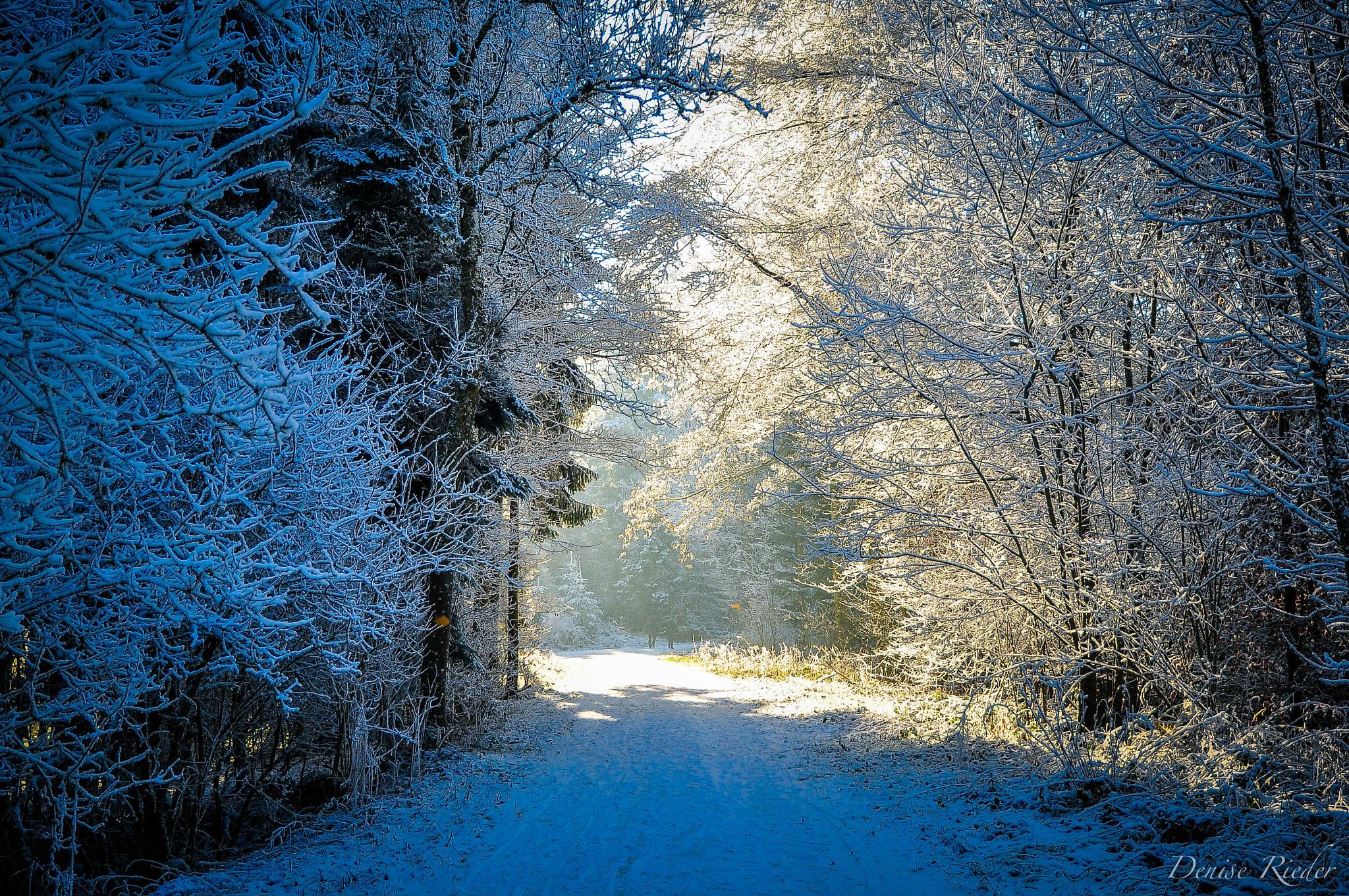 Nikon D5000 sample photo. Frienisberg photography