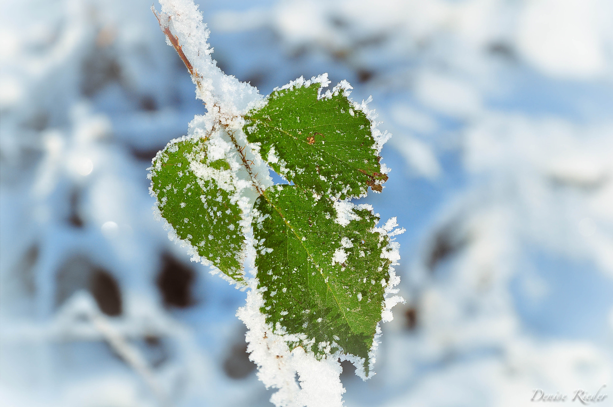 Nikon D5000 sample photo. Frienisberg photography