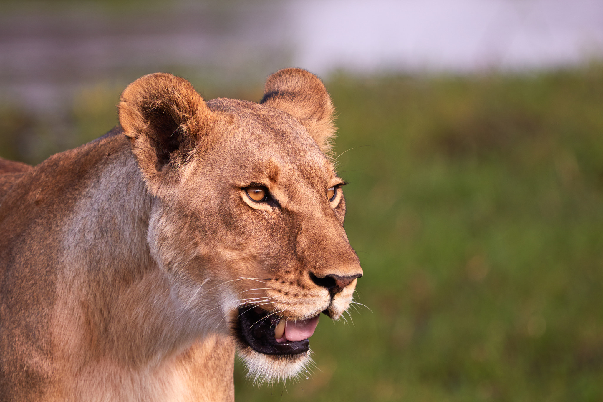 Canon EOS 7D Mark II sample photo. Lioness hunting photography