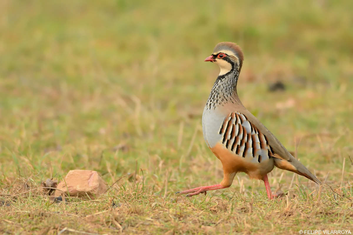 Nikon D7200 + Nikon AF-S Nikkor 300mm F4D ED-IF sample photo. Perdiz roja photography