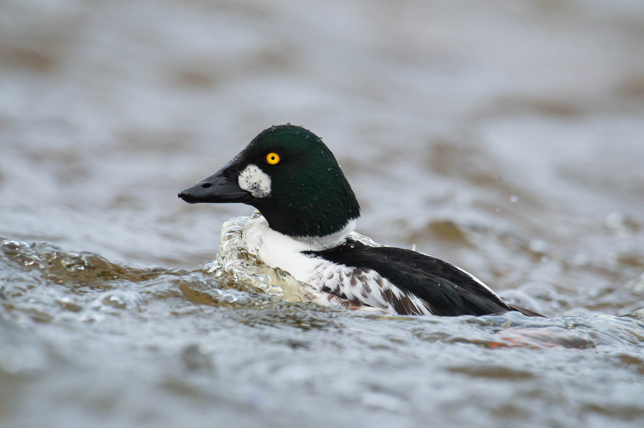 Nikon AF-S Nikkor 800mm F5.6E FL ED VR sample photo. Garrot a oeil d'or, bucephala clangula, common goldeneye photography