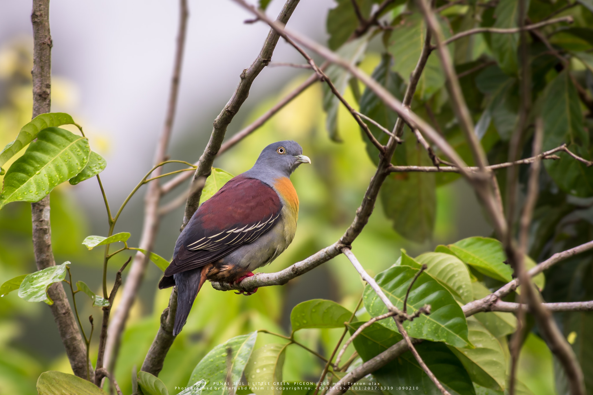 Nikon AF-S Nikkor 300mm F2.8G ED VR II sample photo. Male little green pigeon photography