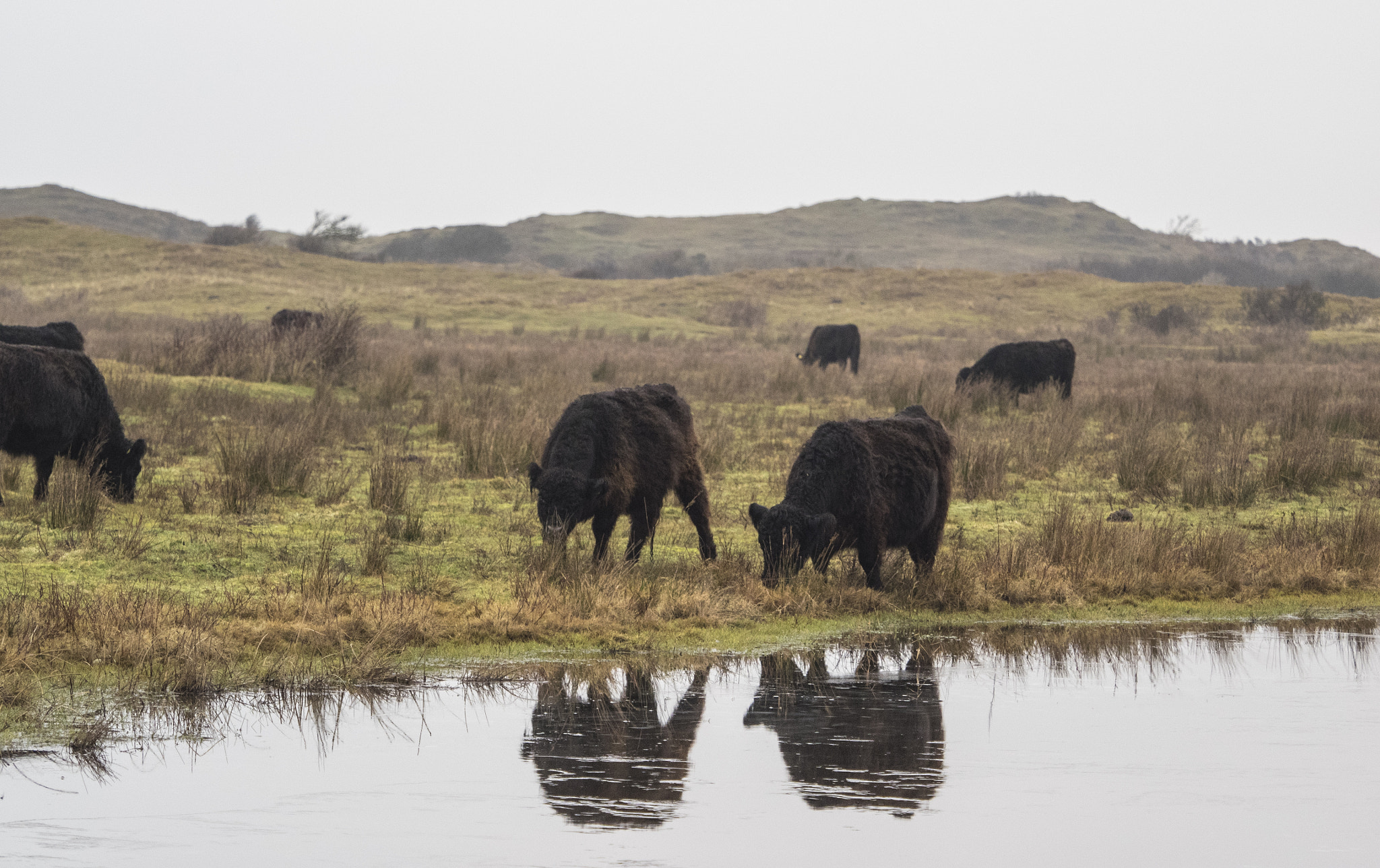 Olympus OM-D E-M1 + Olympus M.Zuiko Digital ED 40-150mm F2.8 Pro sample photo. Texel photography