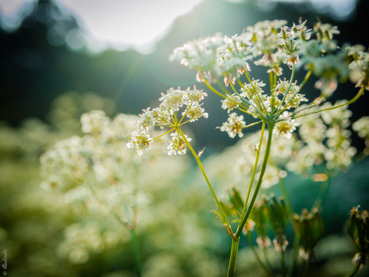 Olympus PEN E-P1 sample photo. Green flower in the sun photography