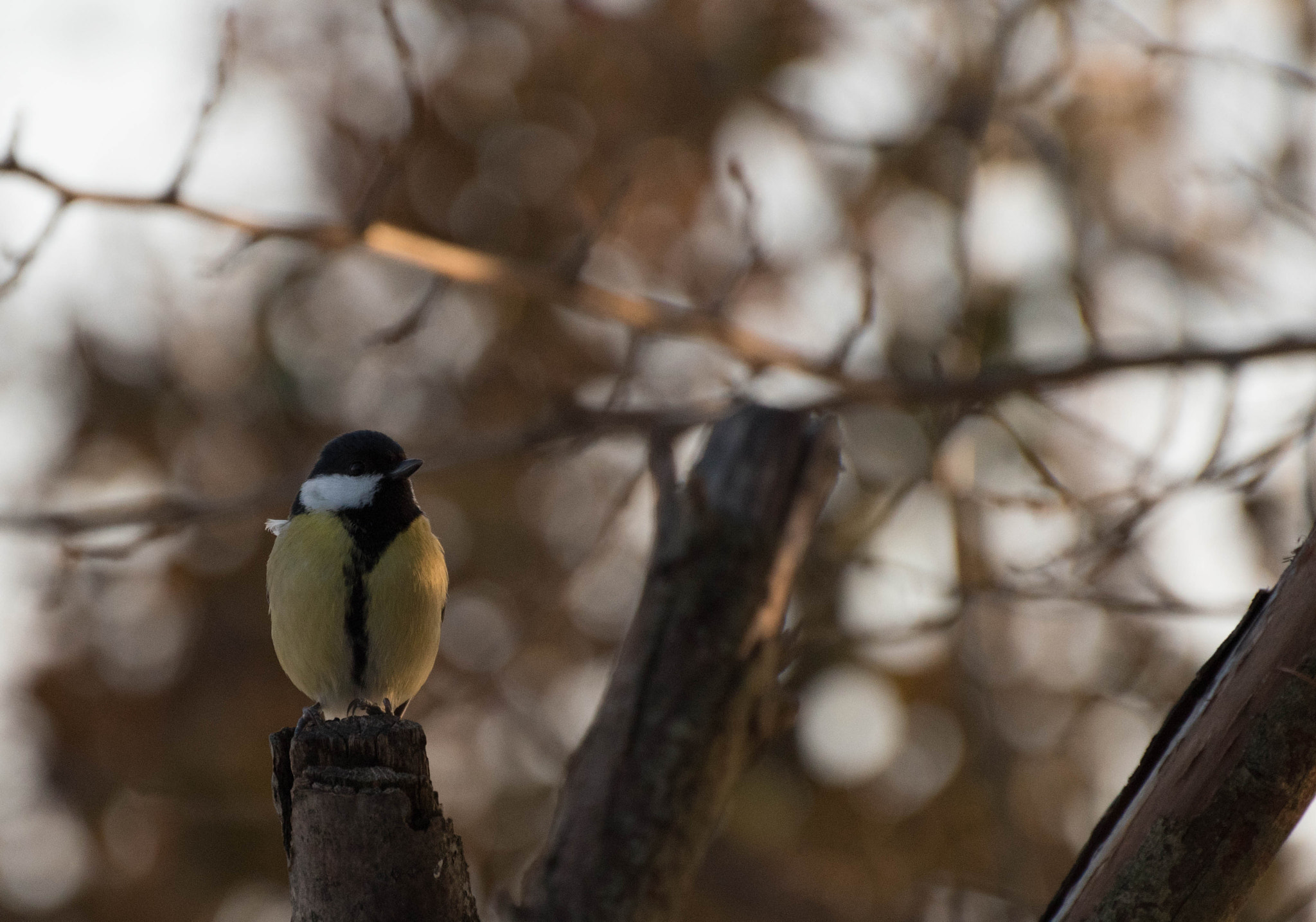 Nikon D5500 sample photo. Paridae photography
