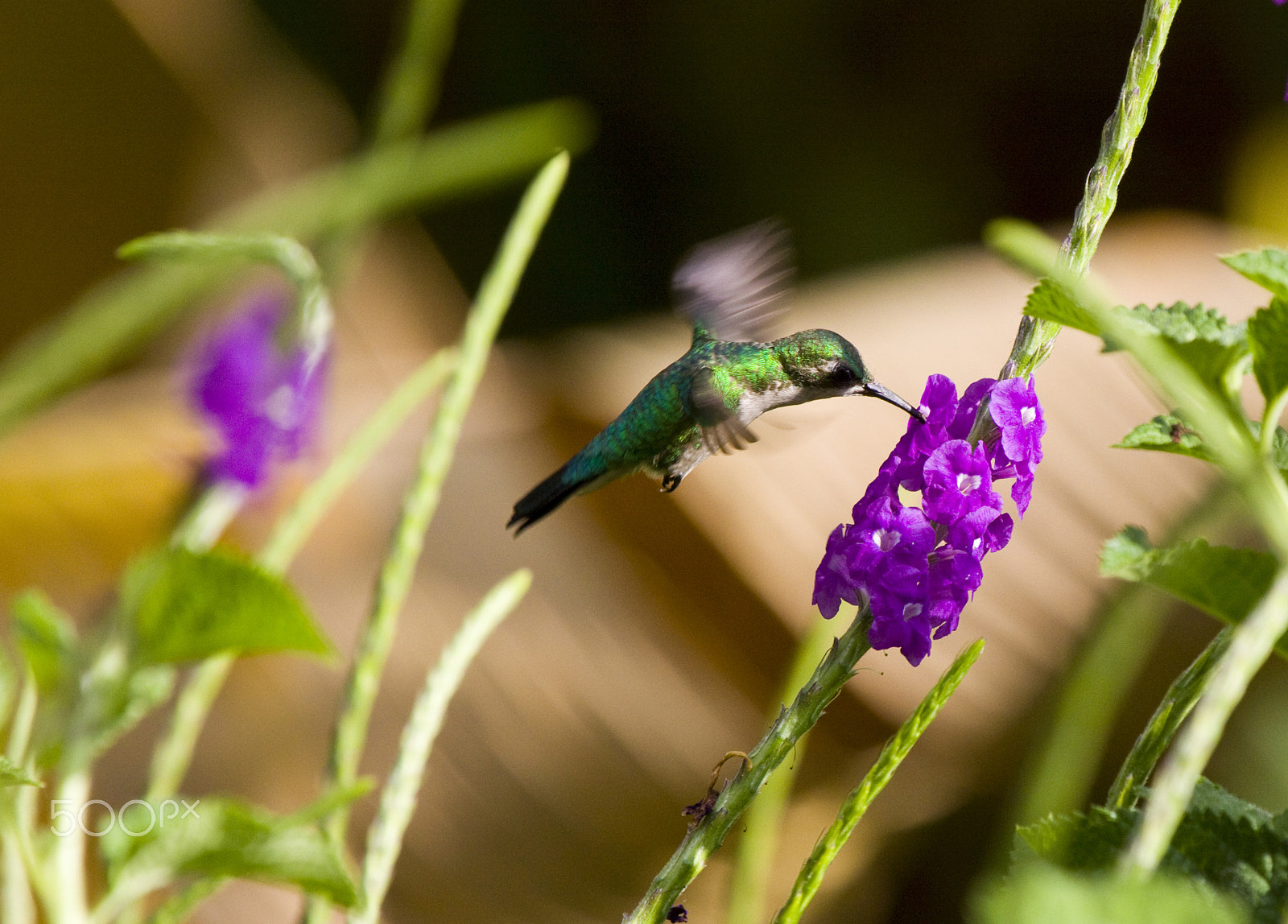 Canon EF 100-400mm F4.5-5.6L IS USM sample photo. Making the rounds photography