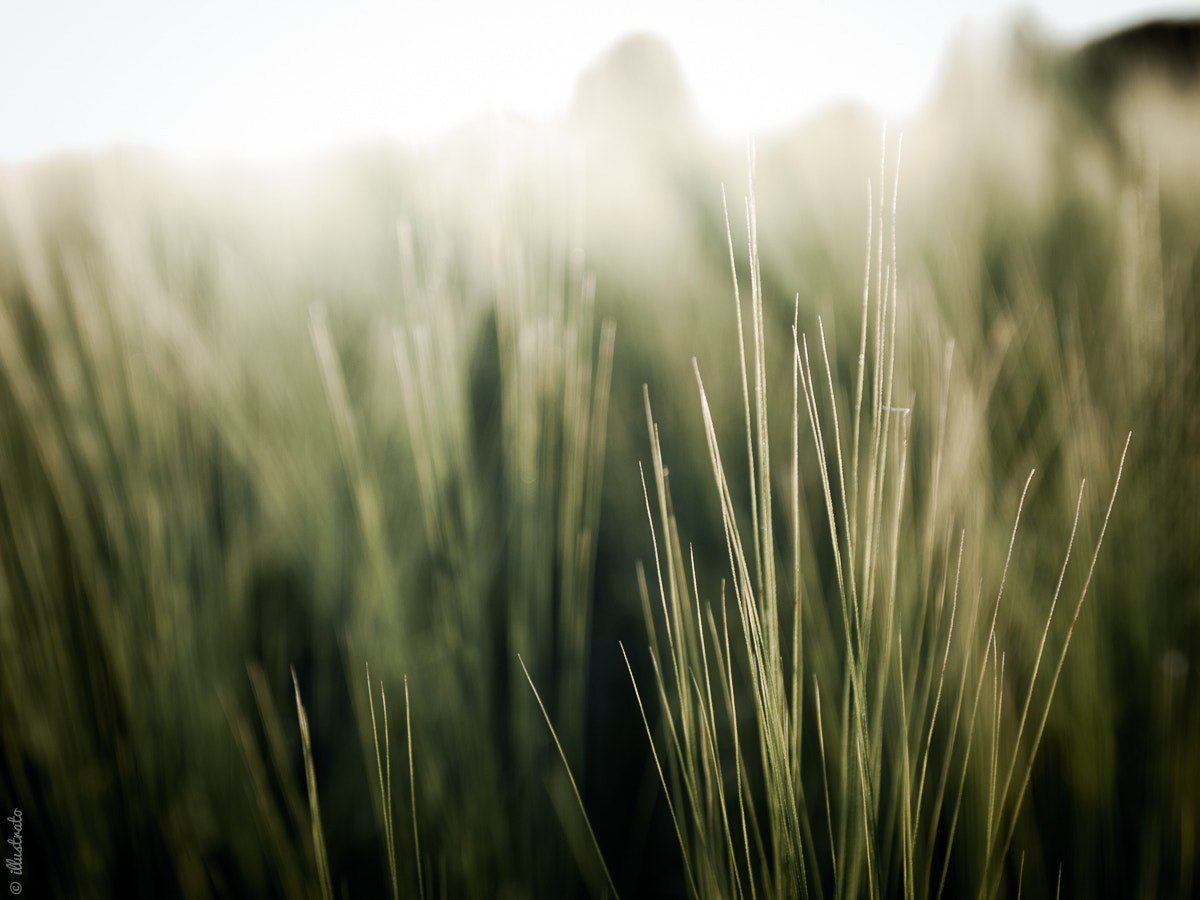 Olympus PEN E-P1 sample photo. Field photography