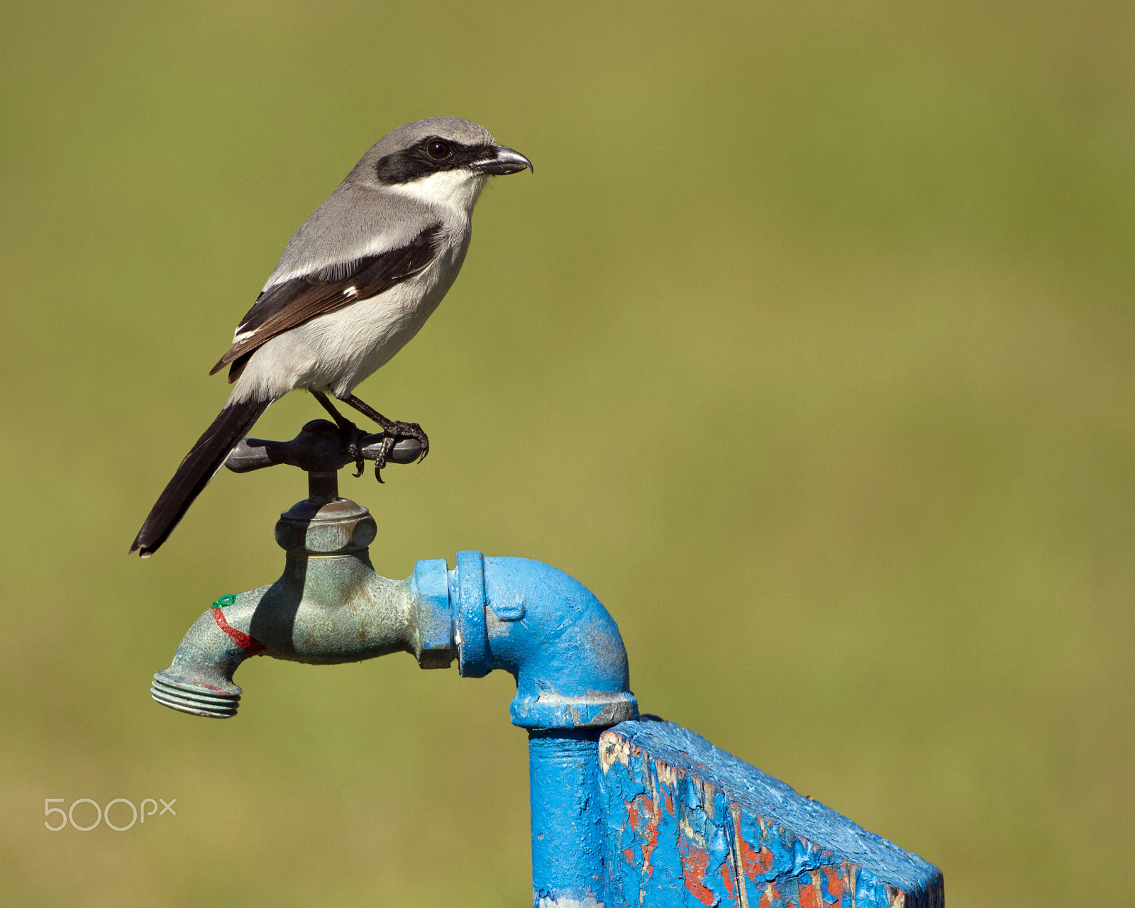 Canon EOS 7D + Canon EF 300mm F4L IS USM sample photo. Loggerhead shrike photography