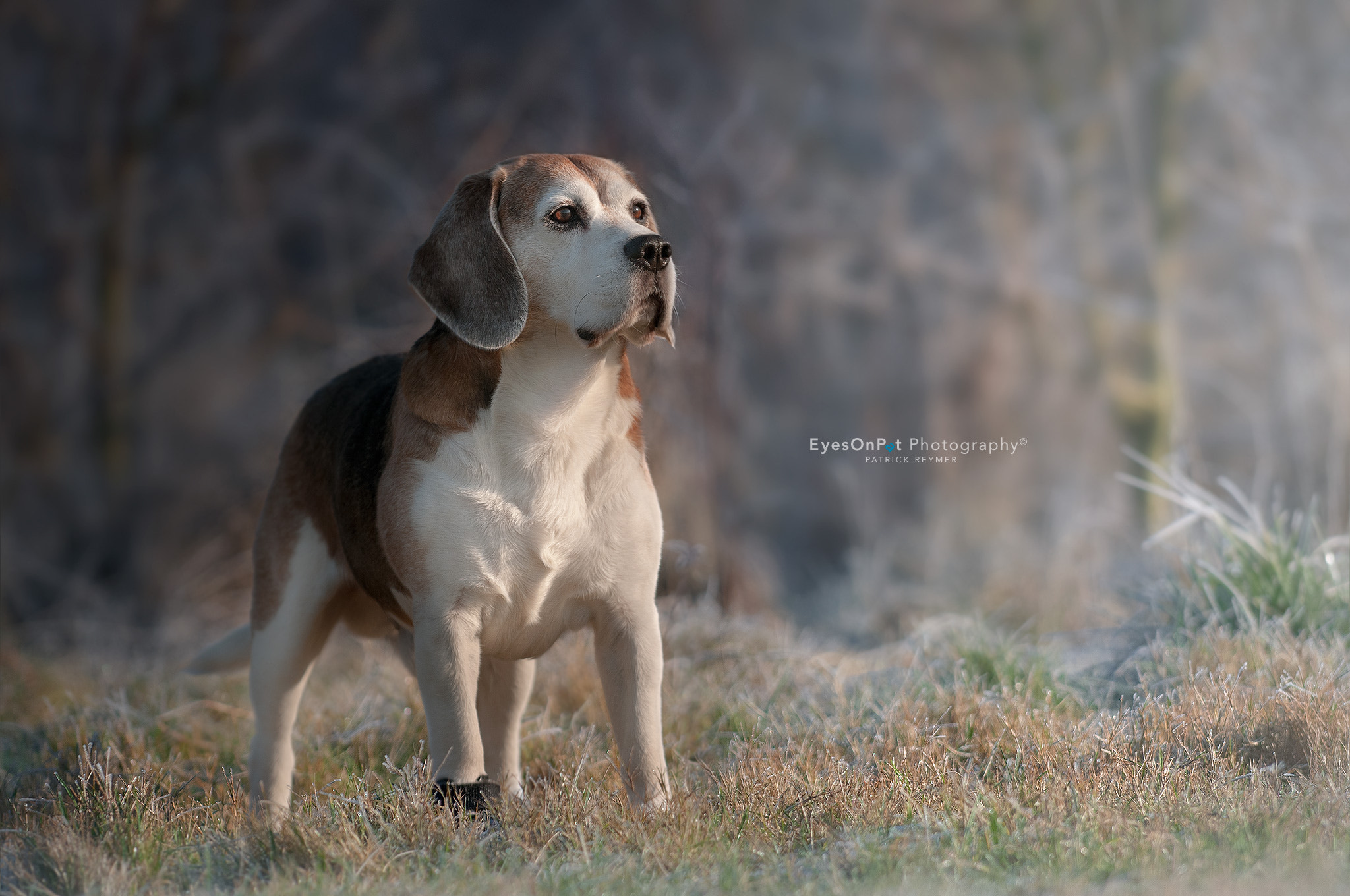 Nikon D300 sample photo. Winter beagle photography