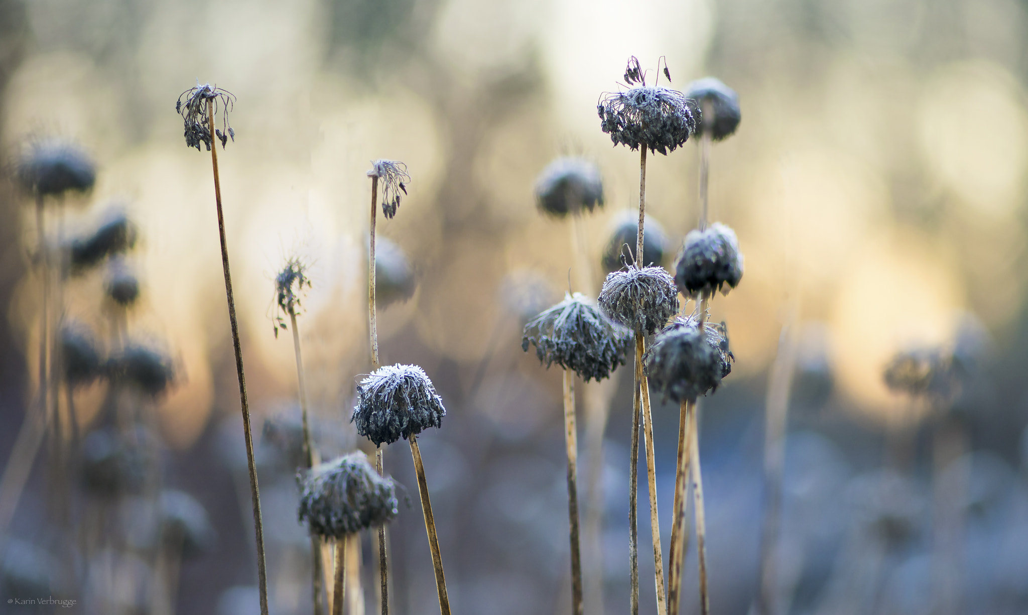 Nikon AF-S Micro-Nikkor 105mm F2.8G IF-ED VR sample photo. Frozen sunrise photography