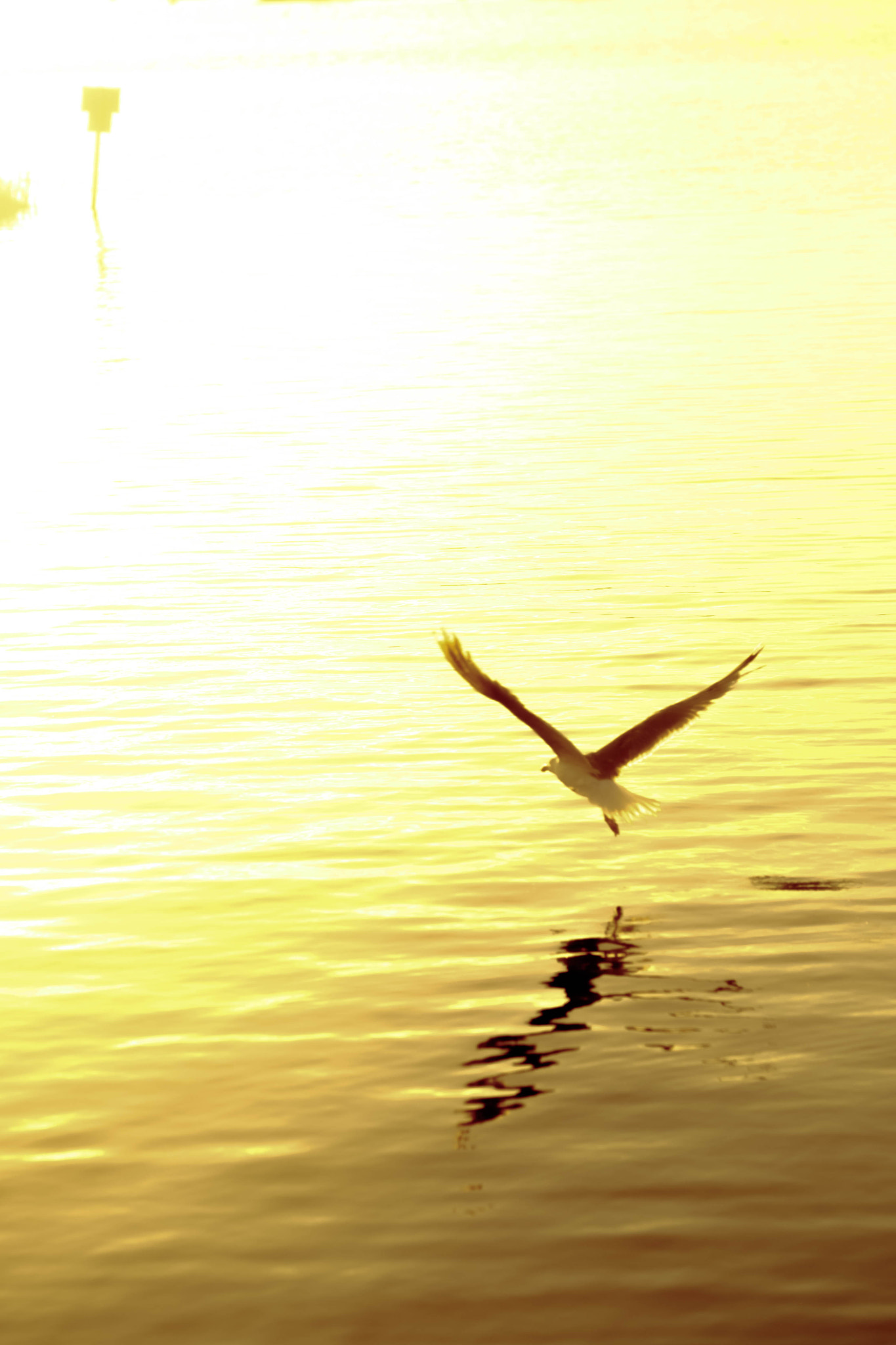 Fujifilm X-T10 + Fujifilm XF 90mm F2 R LM WR sample photo. Whitegull! photography