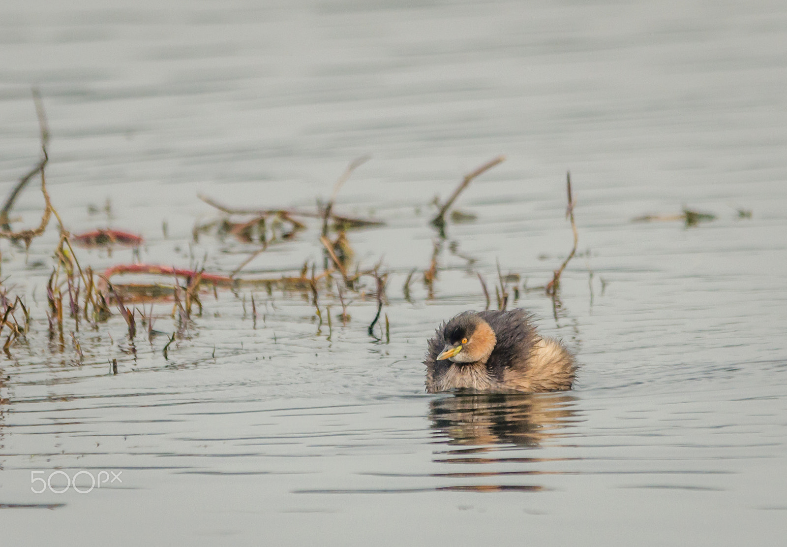 Sigma 150-500mm F5-6.3 DG OS HSM sample photo. Grebe photography