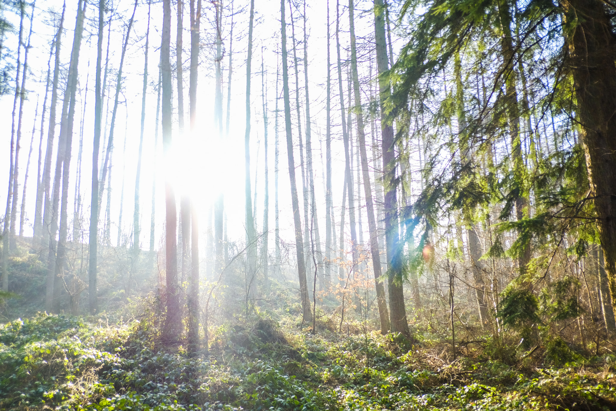 Fujifilm XF 18mm F2 R sample photo. Enchanted forest photography