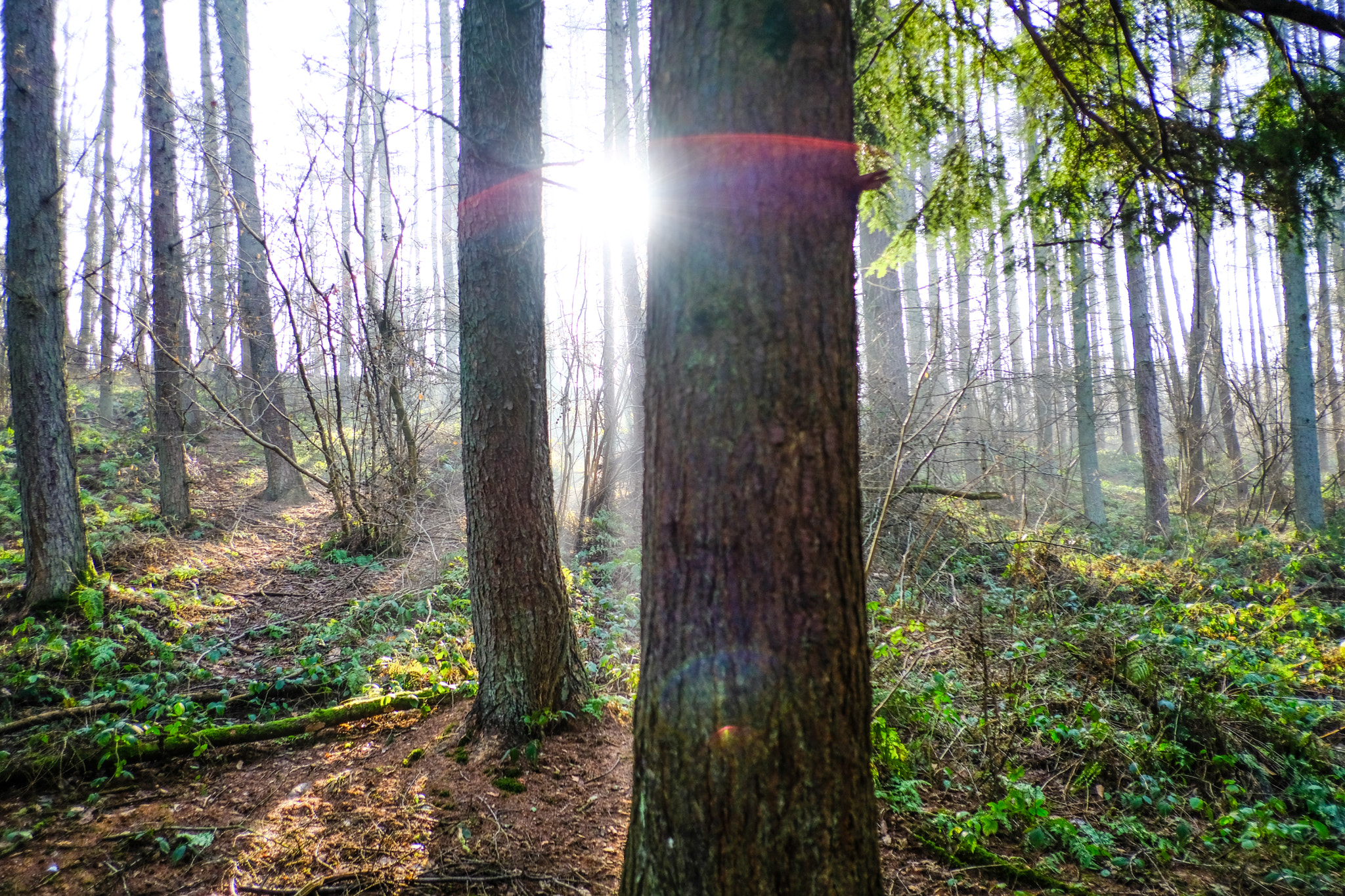 Fujifilm X-T2 sample photo. Enchanted forest photography