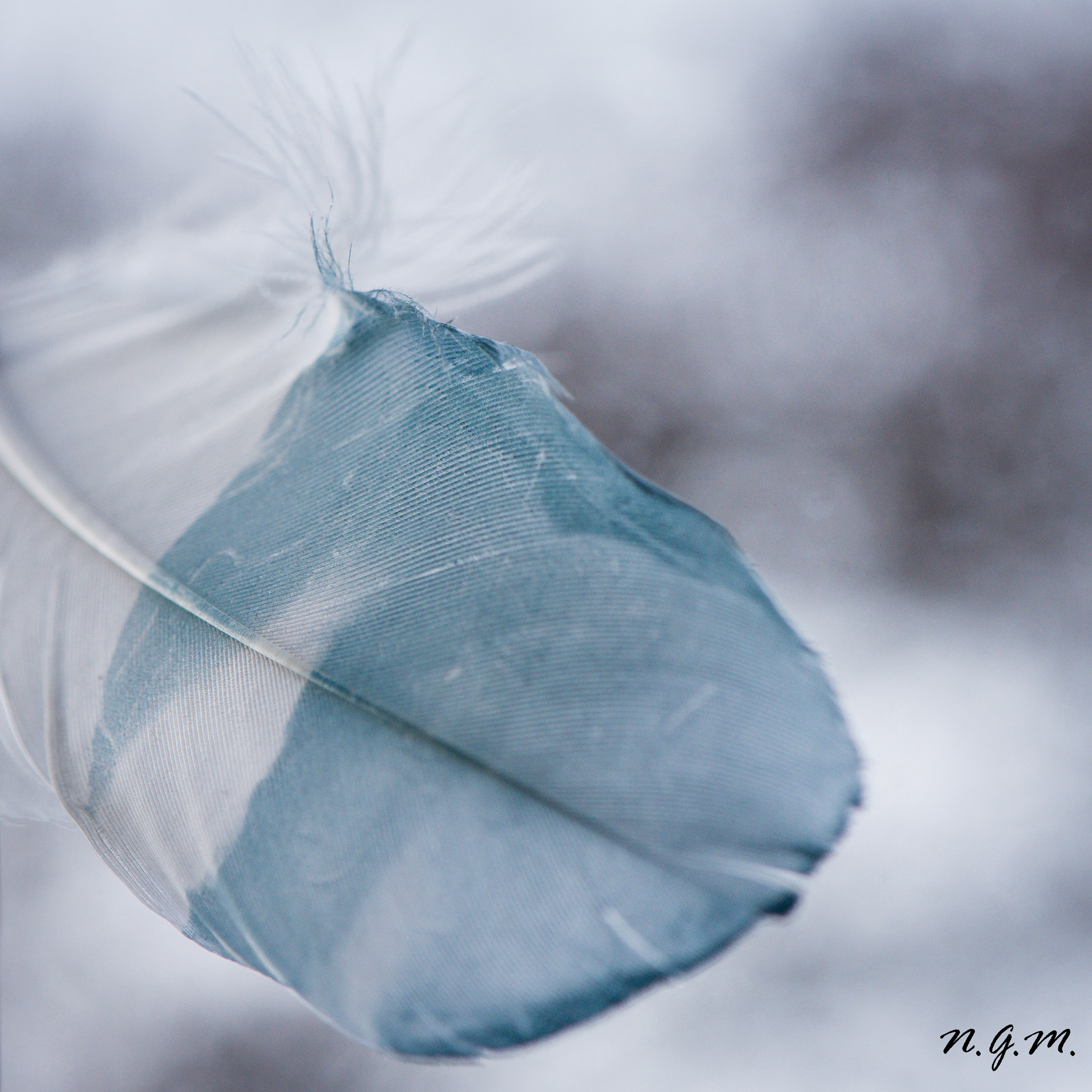 Nikon AF-S DX Micro-Nikkor 85mm F3.5G ED VR sample photo. Cold feather photography