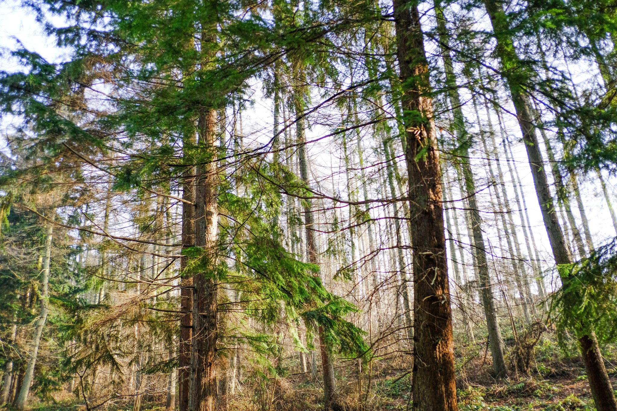 Fujifilm X-T2 + Fujifilm XF 18mm F2 R sample photo. Enchanted forest photography