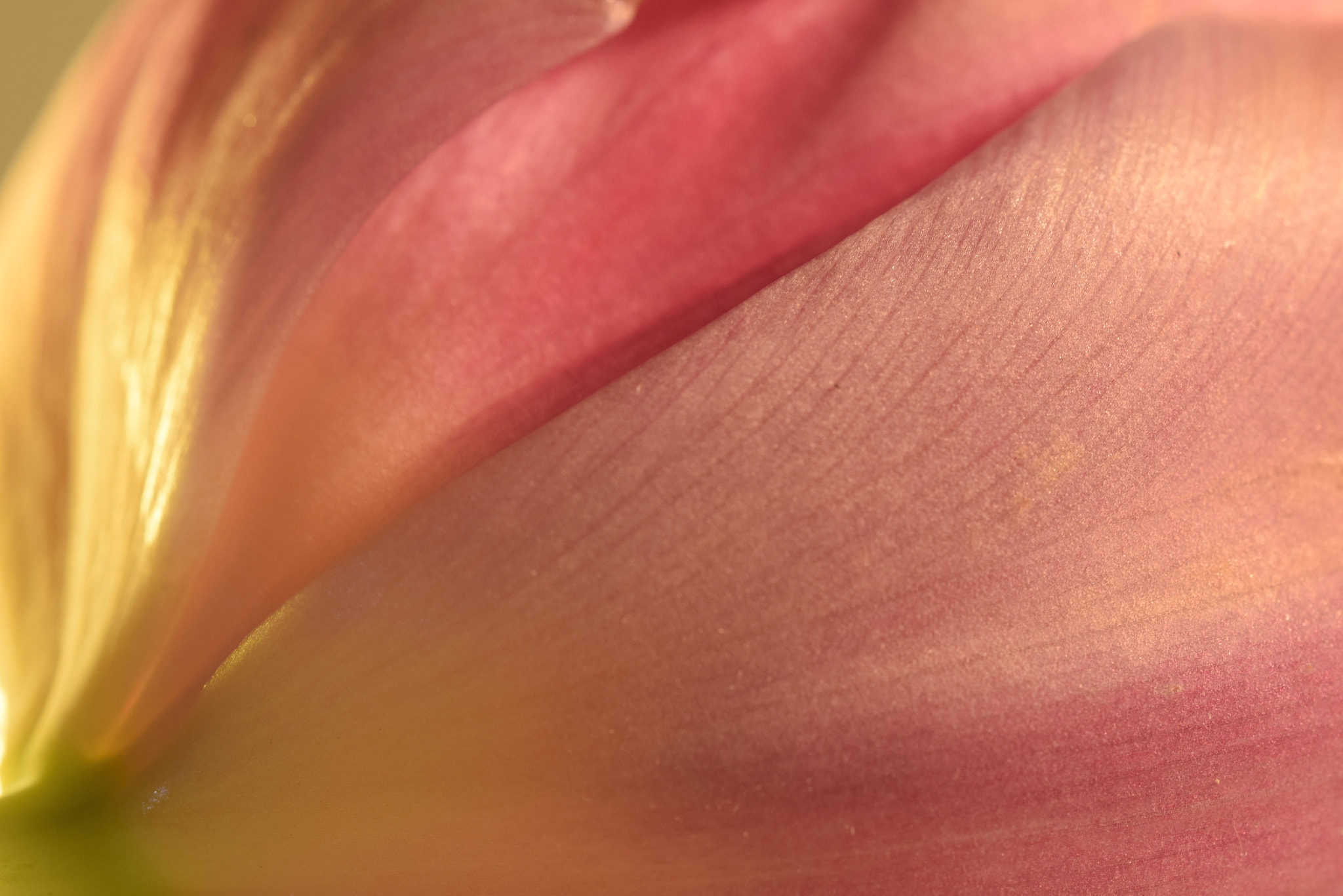 Sigma 150mm F2.8 EX DG OS Macro HSM sample photo. Tulpe photography