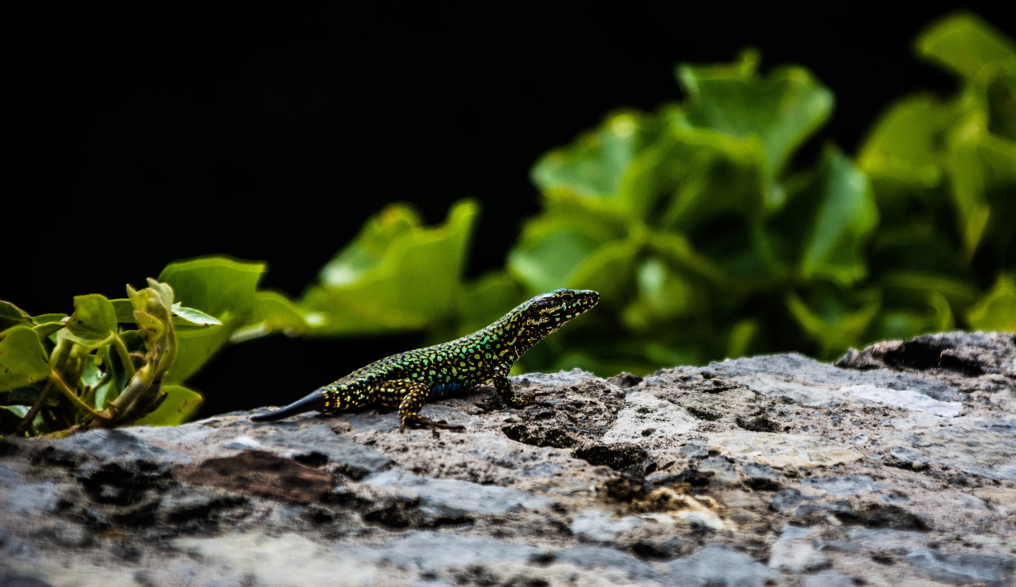Sigma 28-300mm F3.5-6.3 DG Macro sample photo. Autotomy photography